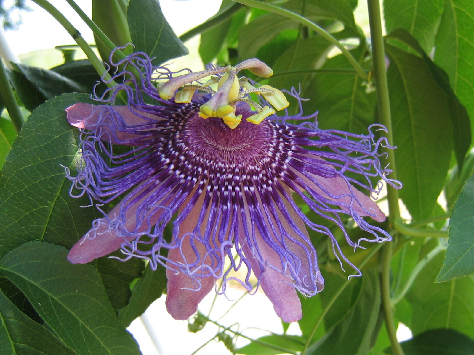 Passion Flower Wallpapers