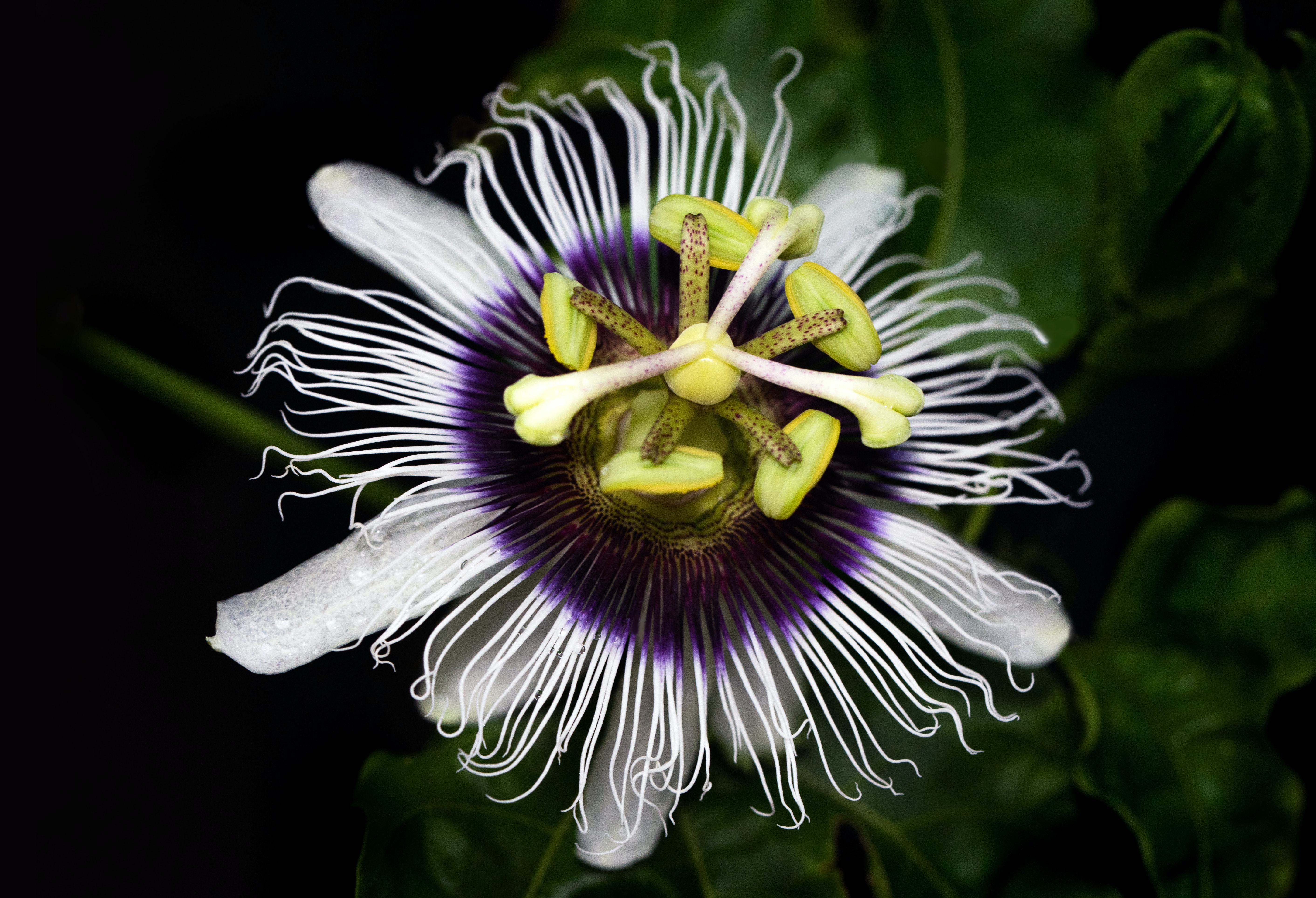 Passion Flower Wallpapers