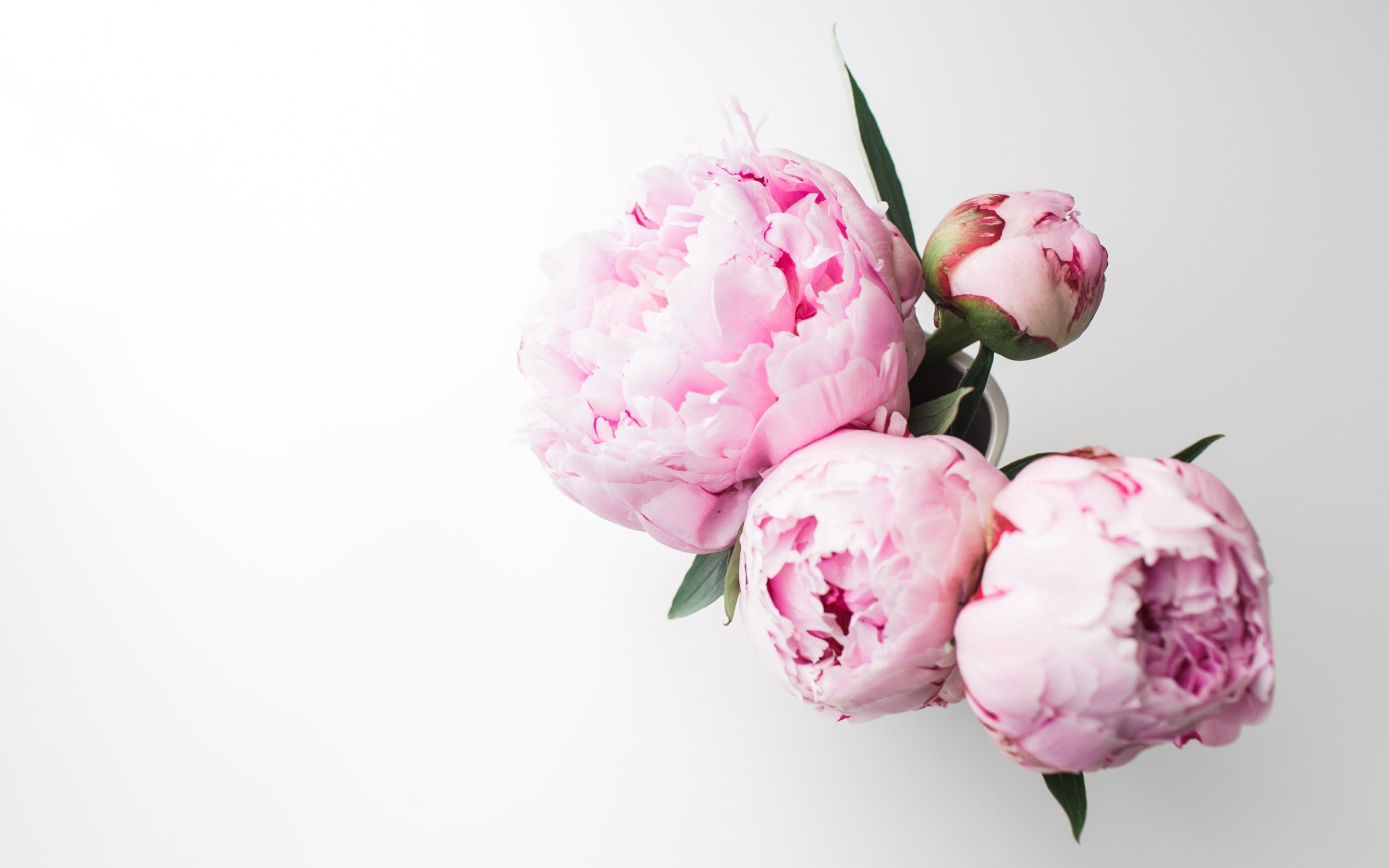 Peony Wallpapers