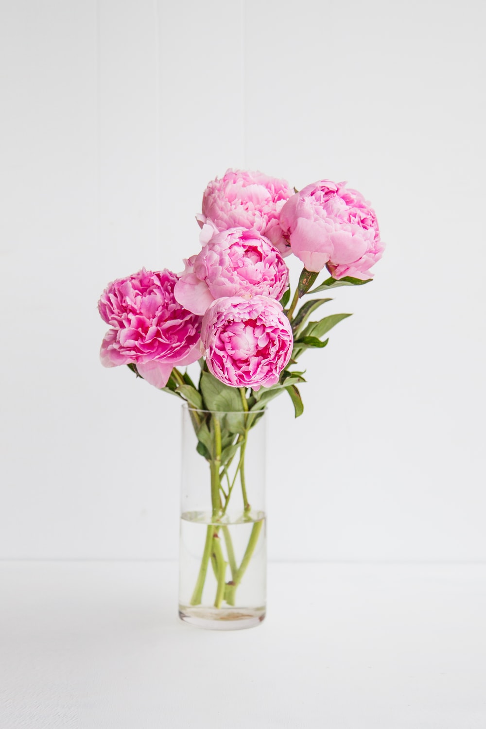 Peony Wallpapers