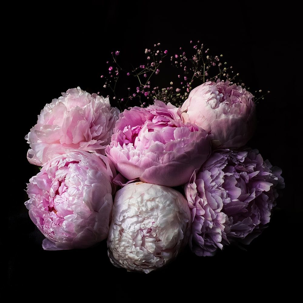 Peony Wallpapers