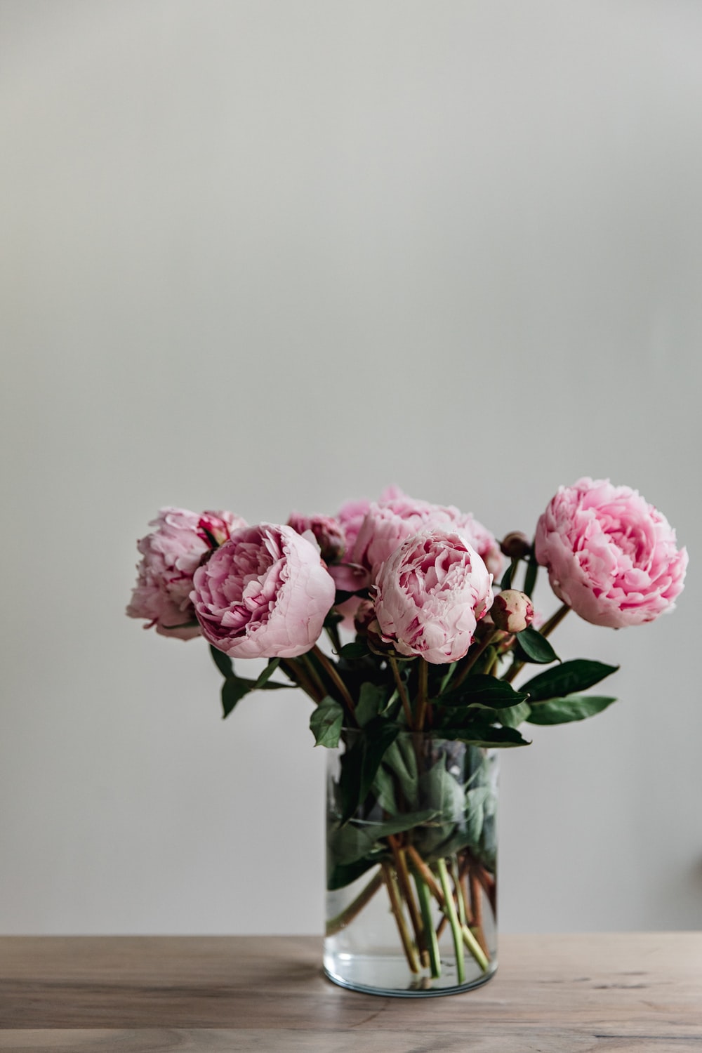 Peony Wallpapers