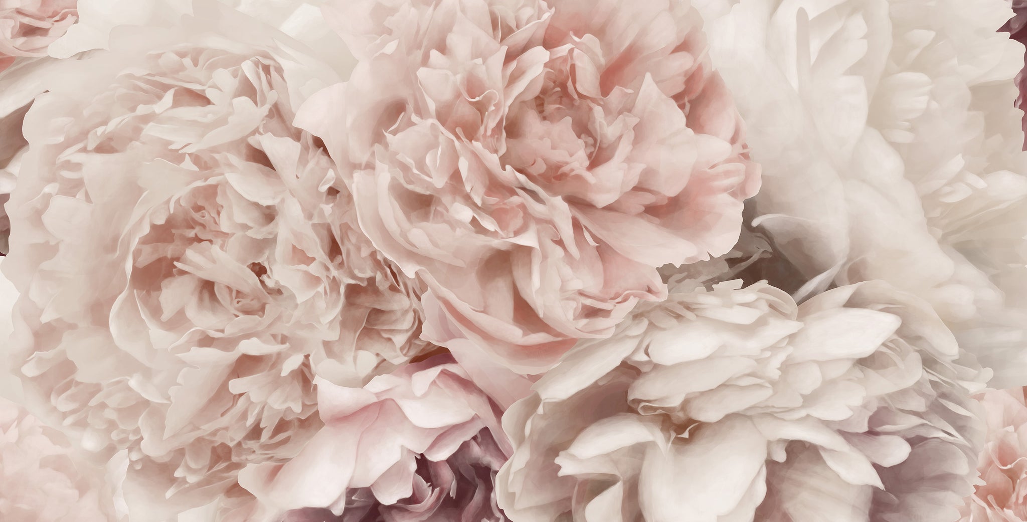 Peony Wallpapers