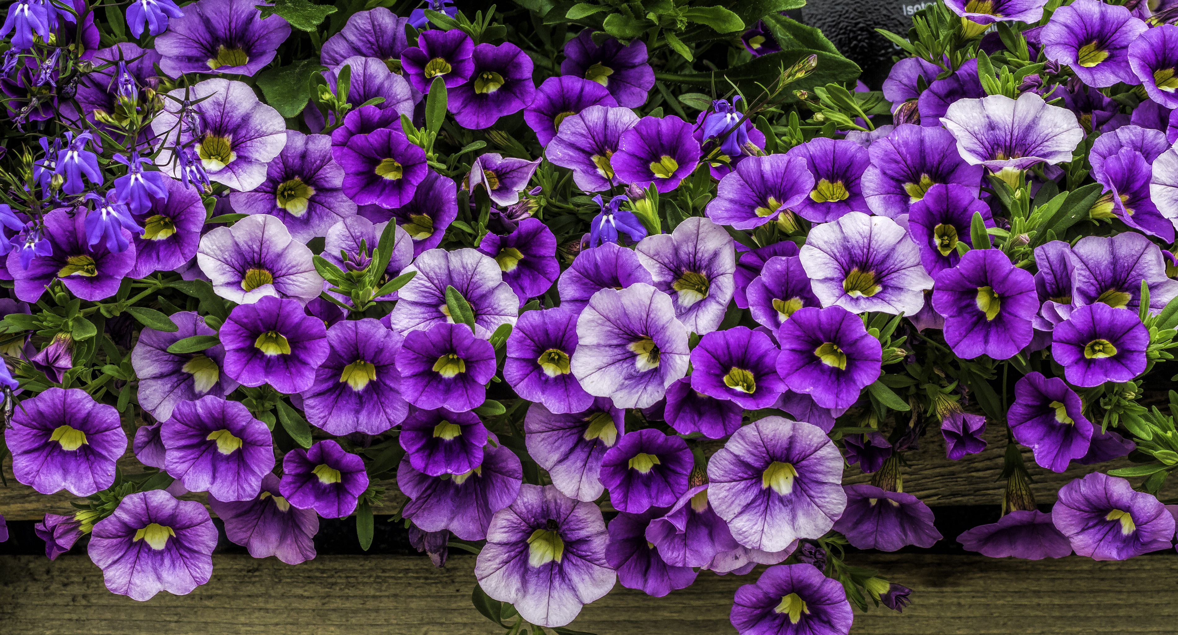 Petunia Wallpapers