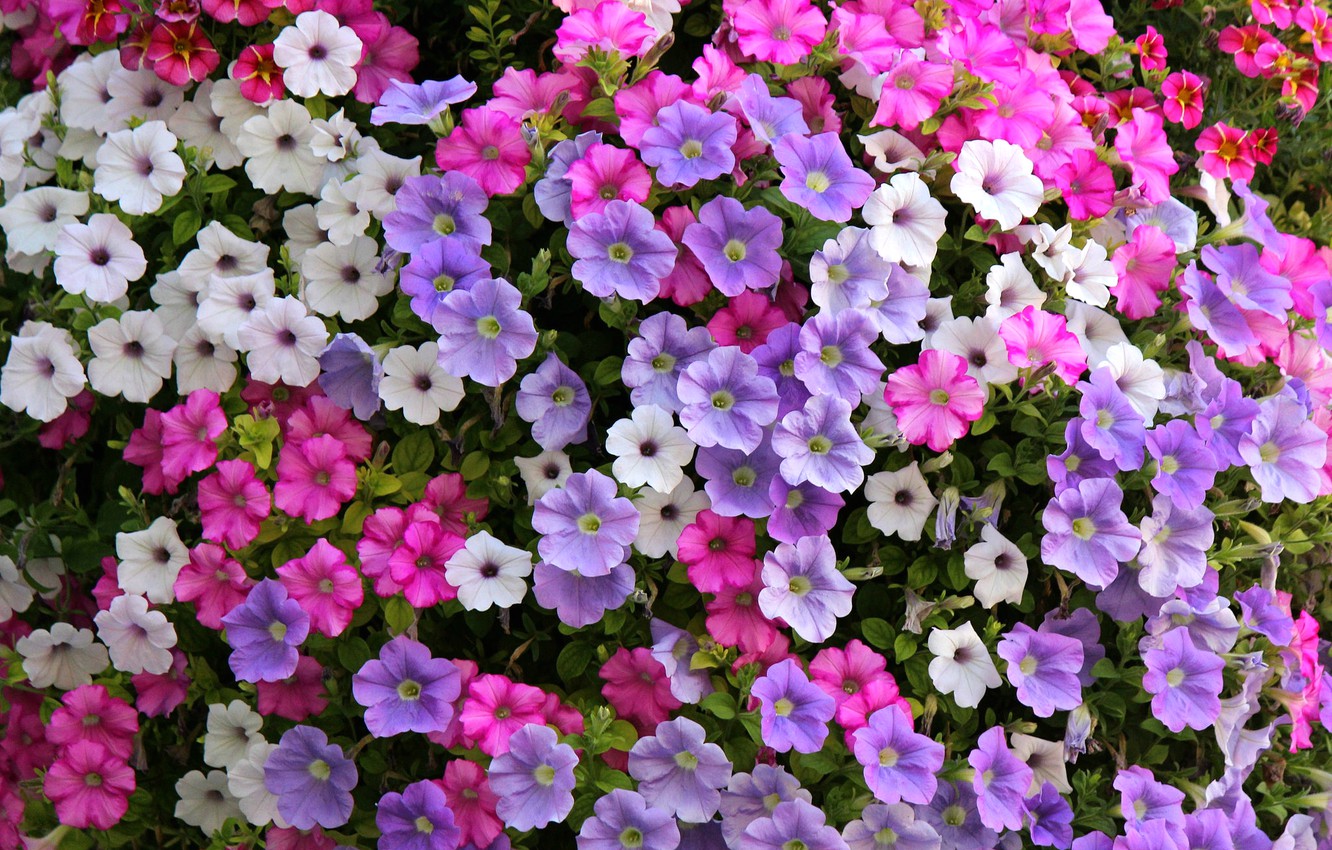 Petunia Wallpapers