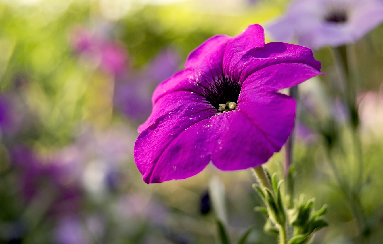 Petunia Wallpapers