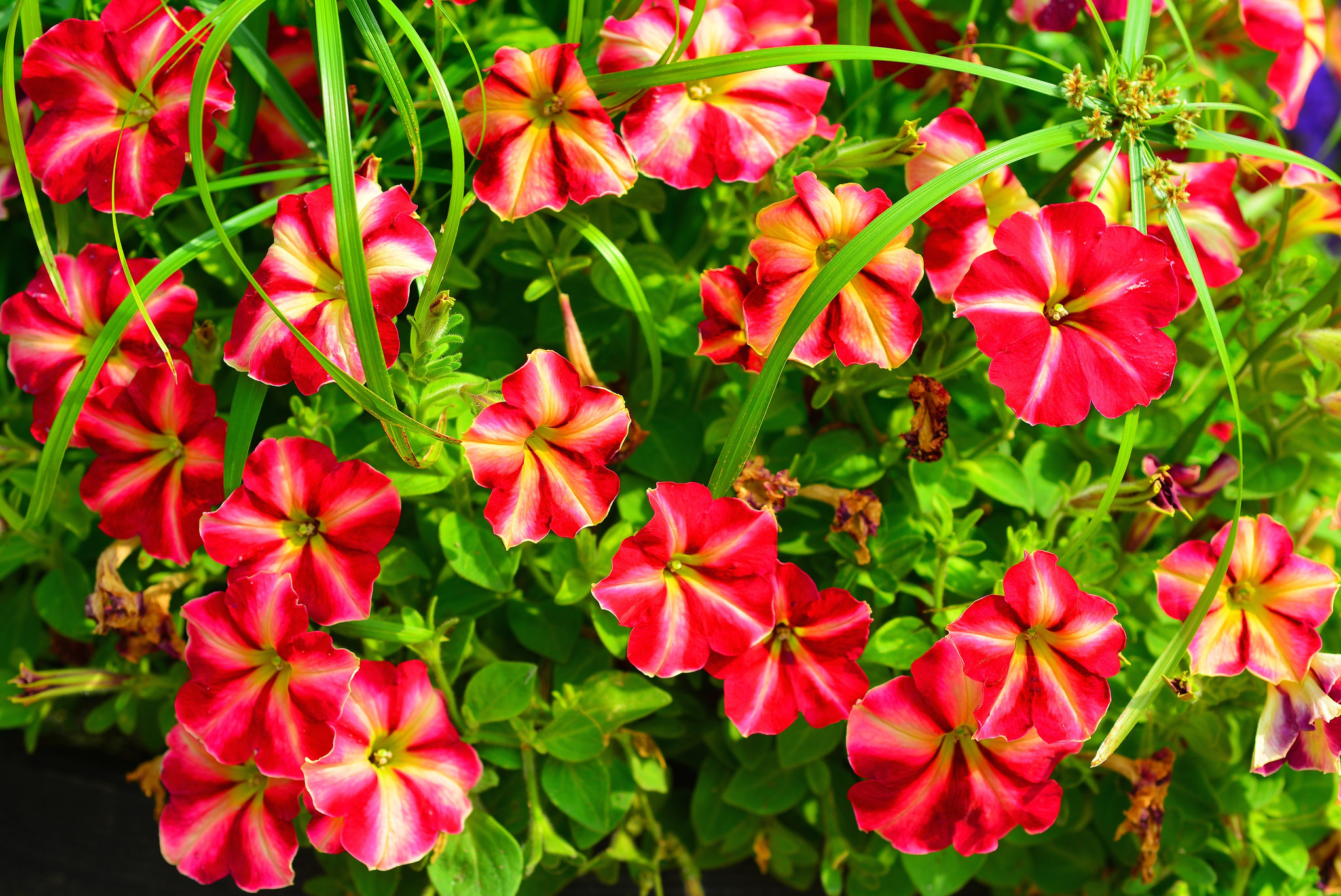 Petunia Wallpapers