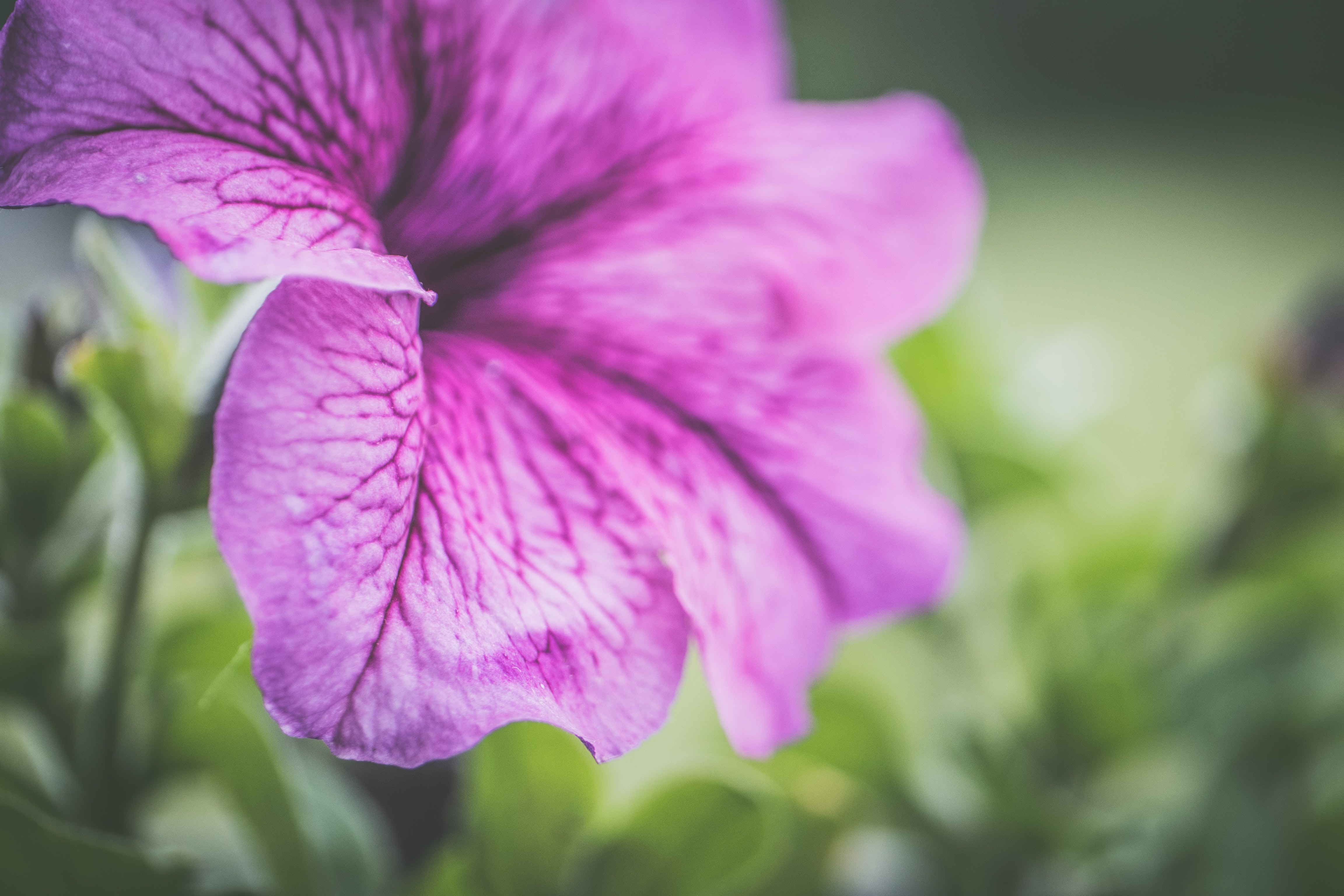 Petunia Wallpapers