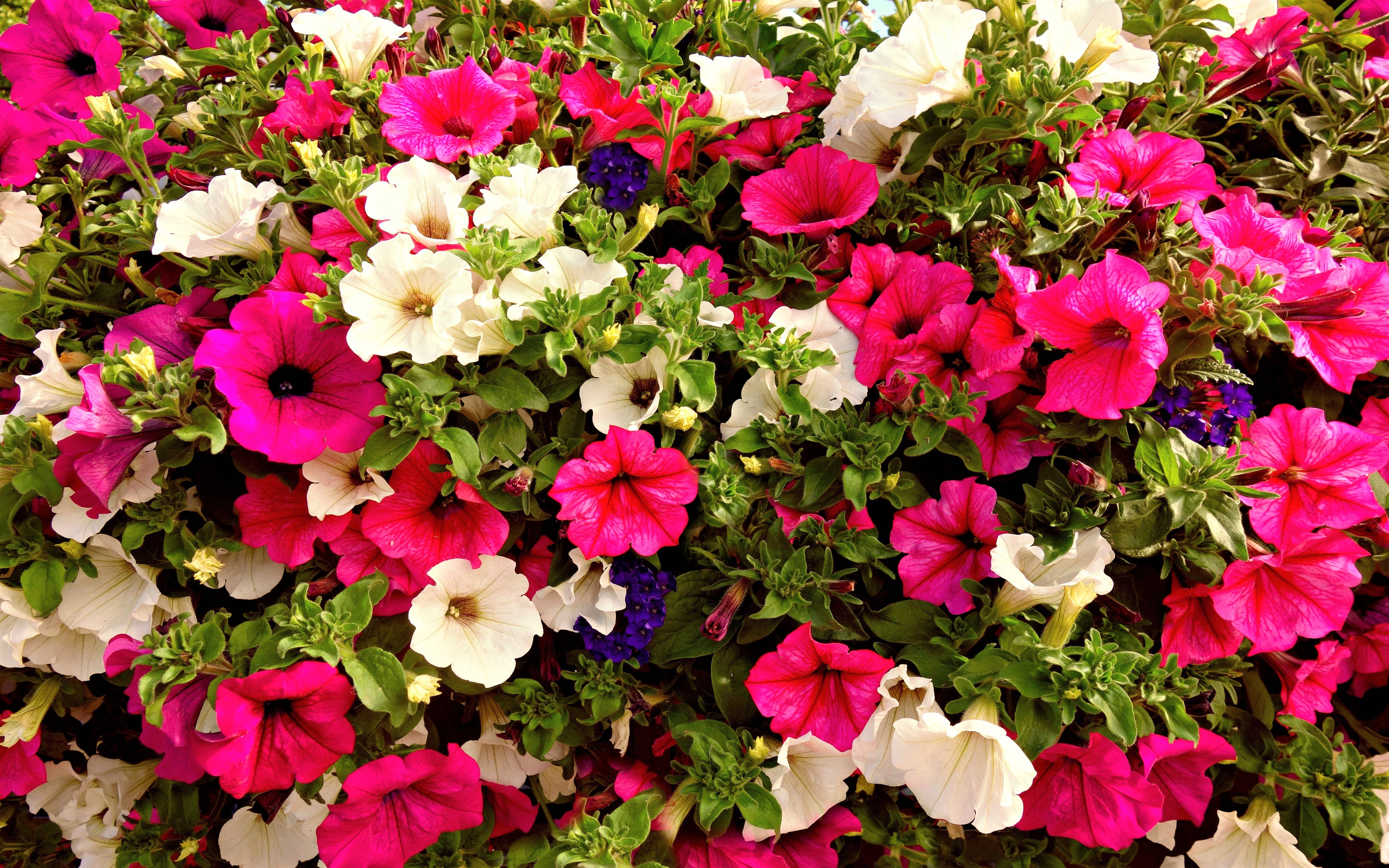 Petunia Wallpapers