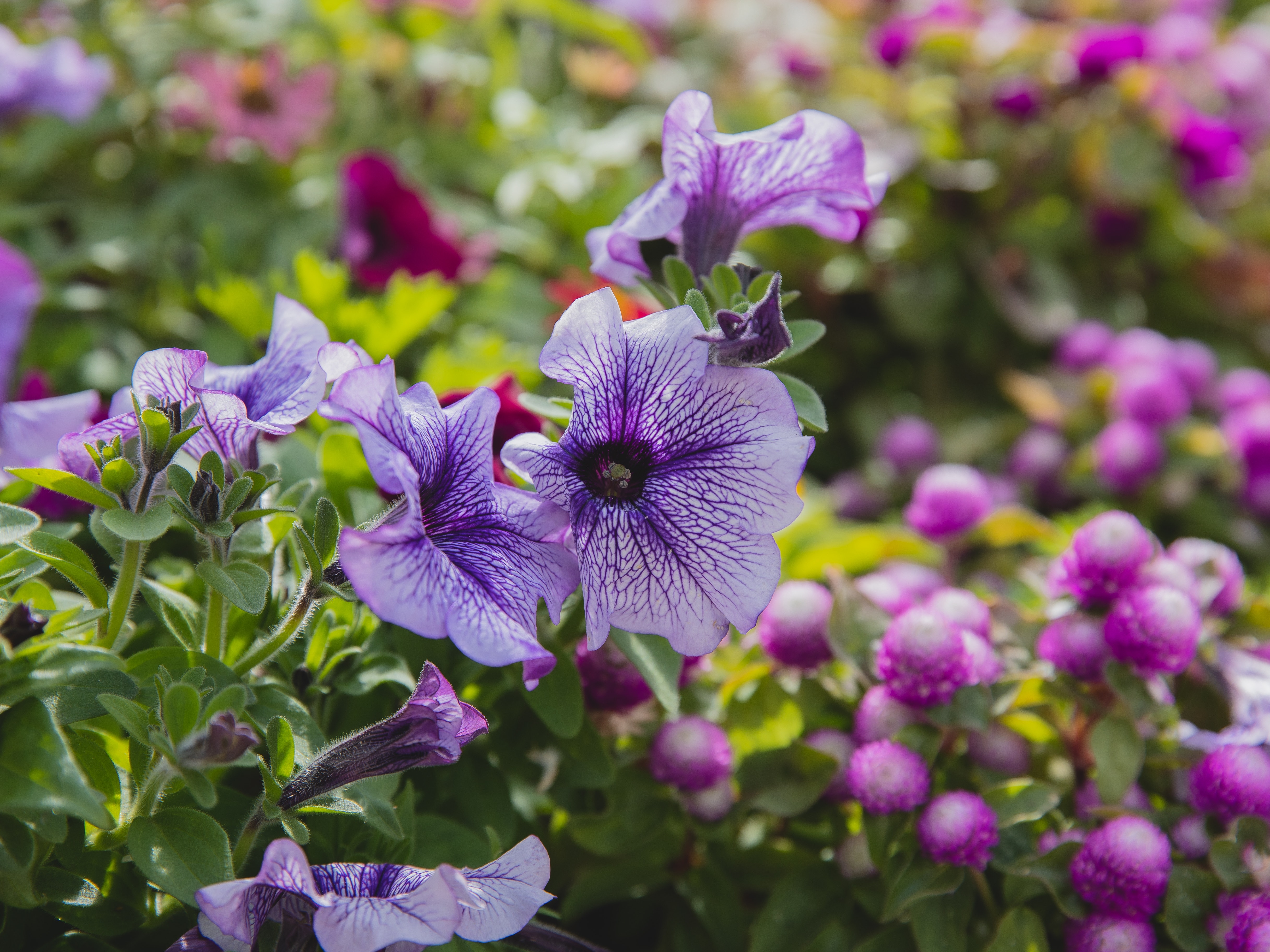 Petunia Wallpapers