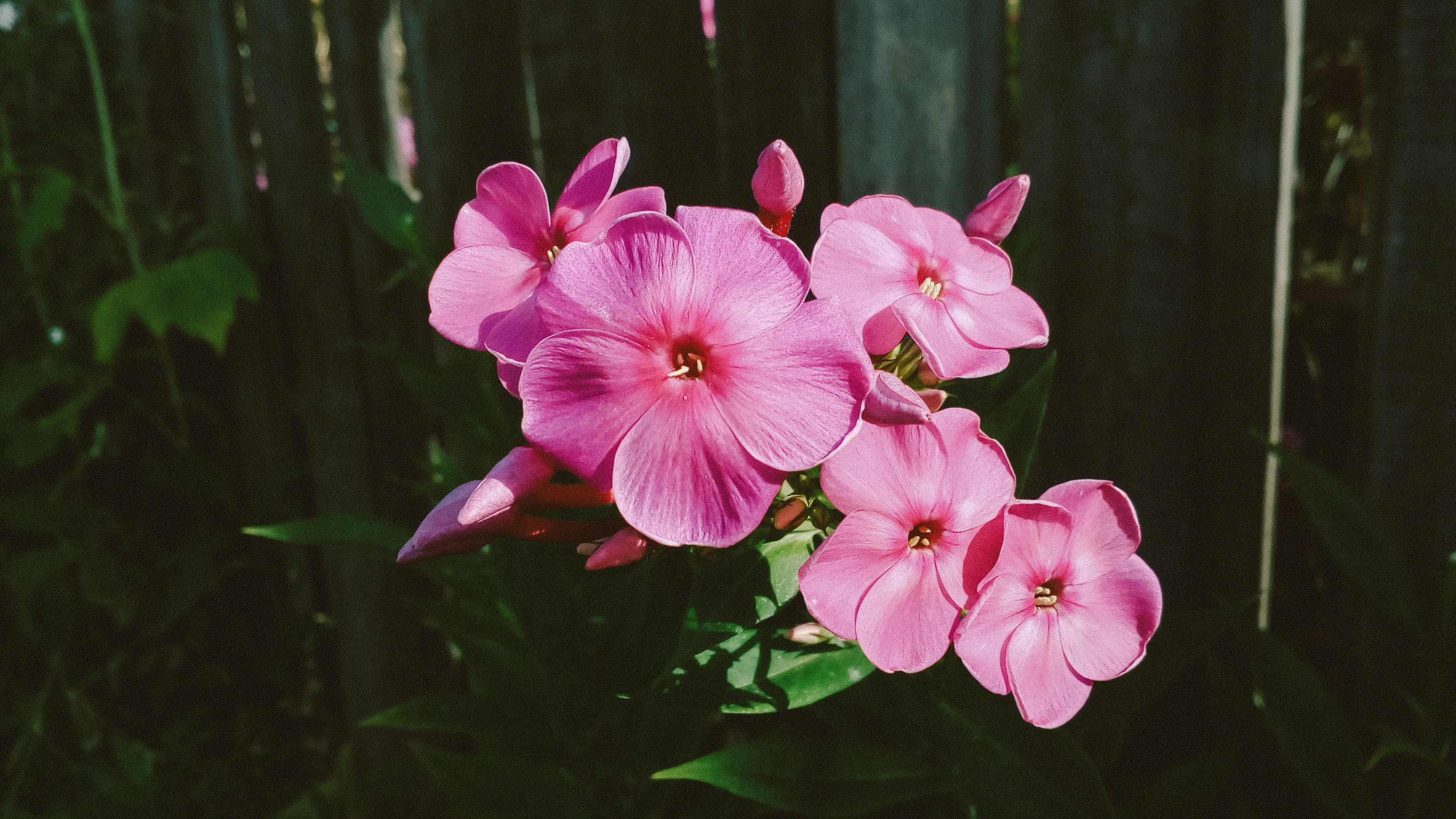 Phlox Wallpapers