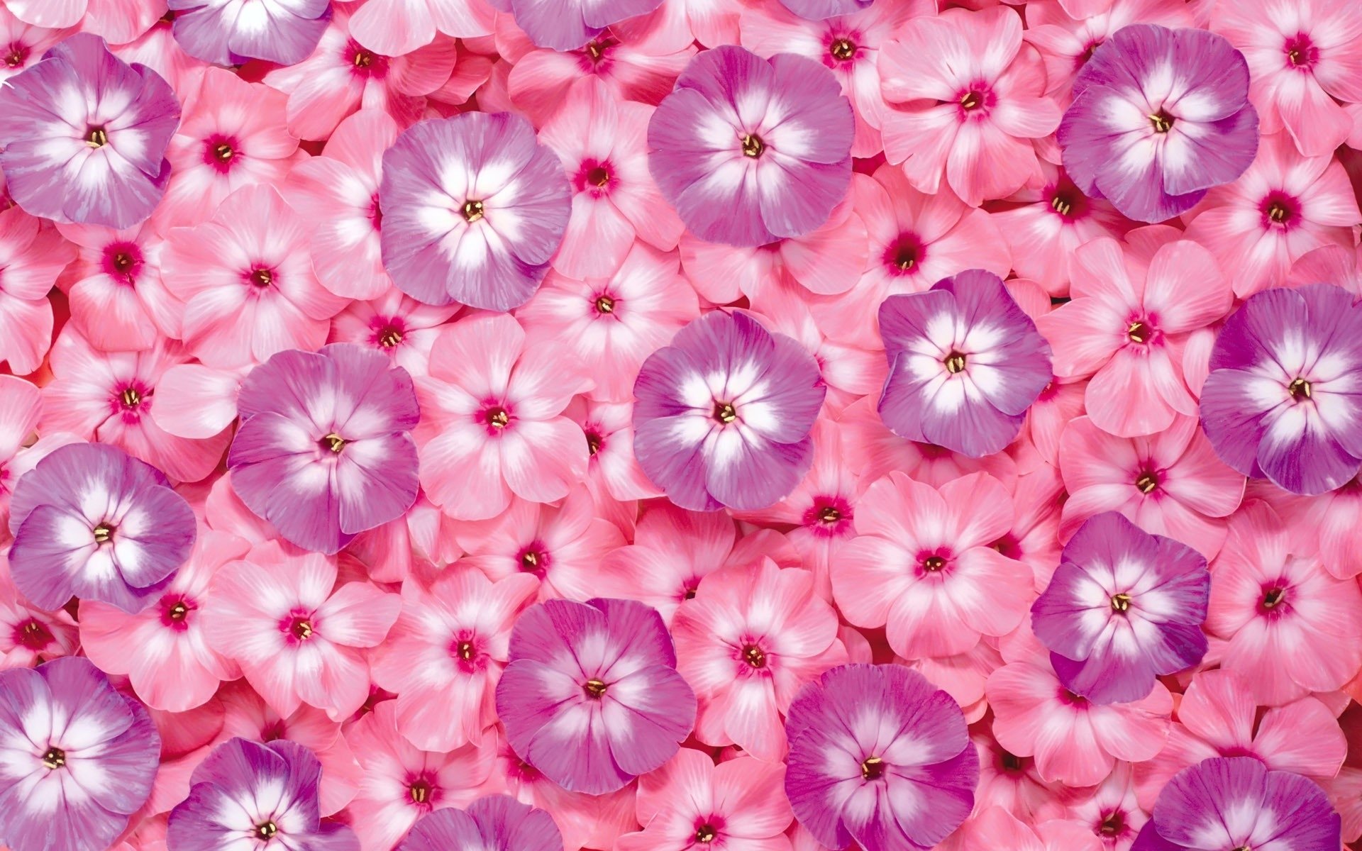 Phlox Wallpapers