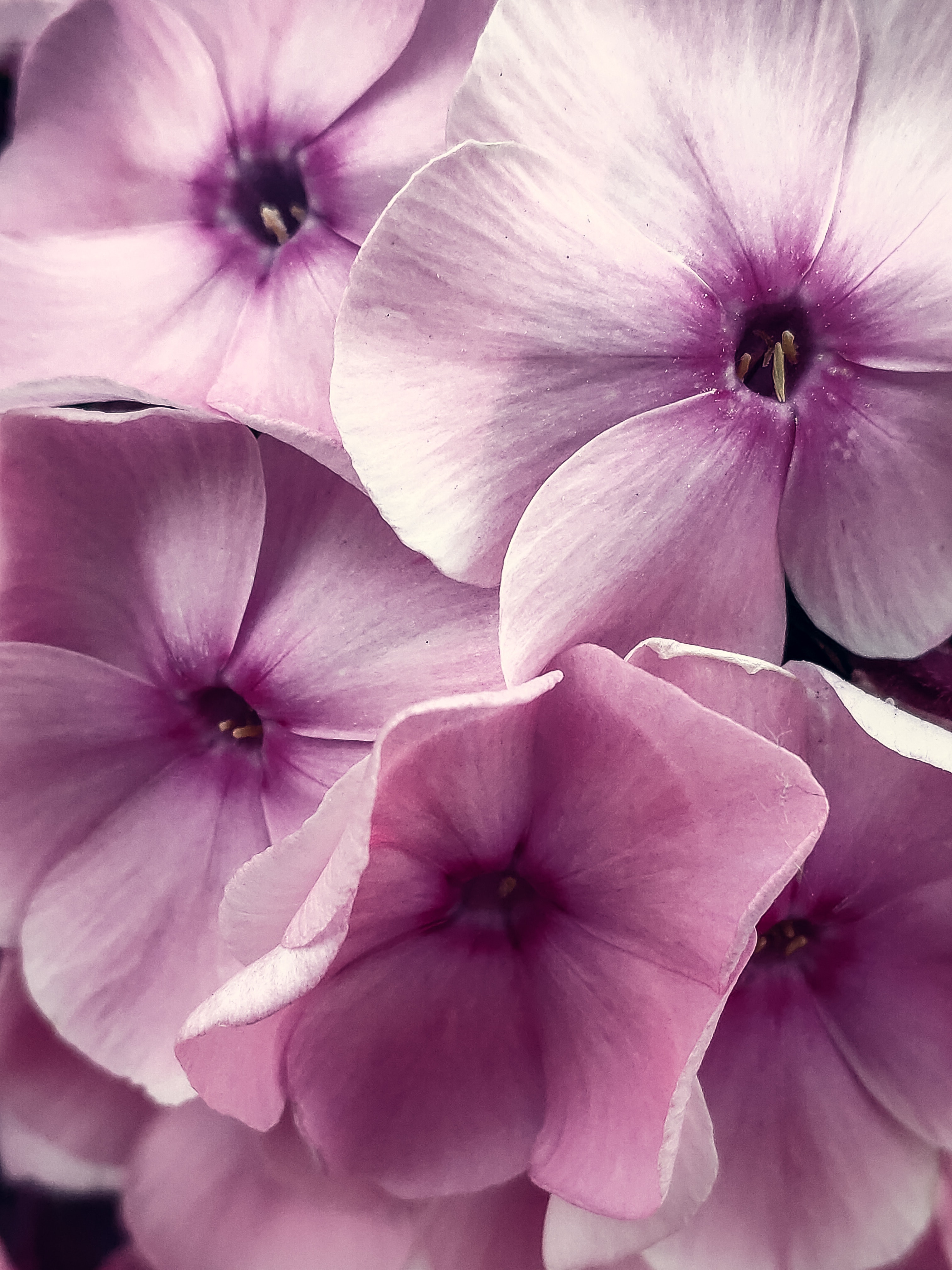 Phlox Wallpapers