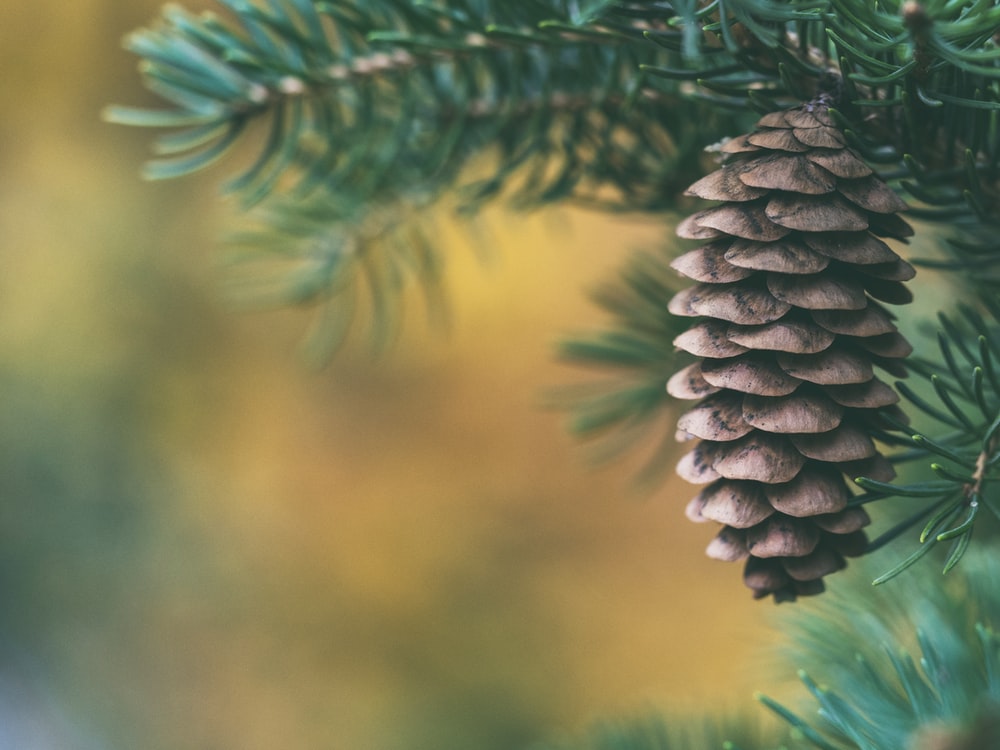 Pine Cone Wallpapers