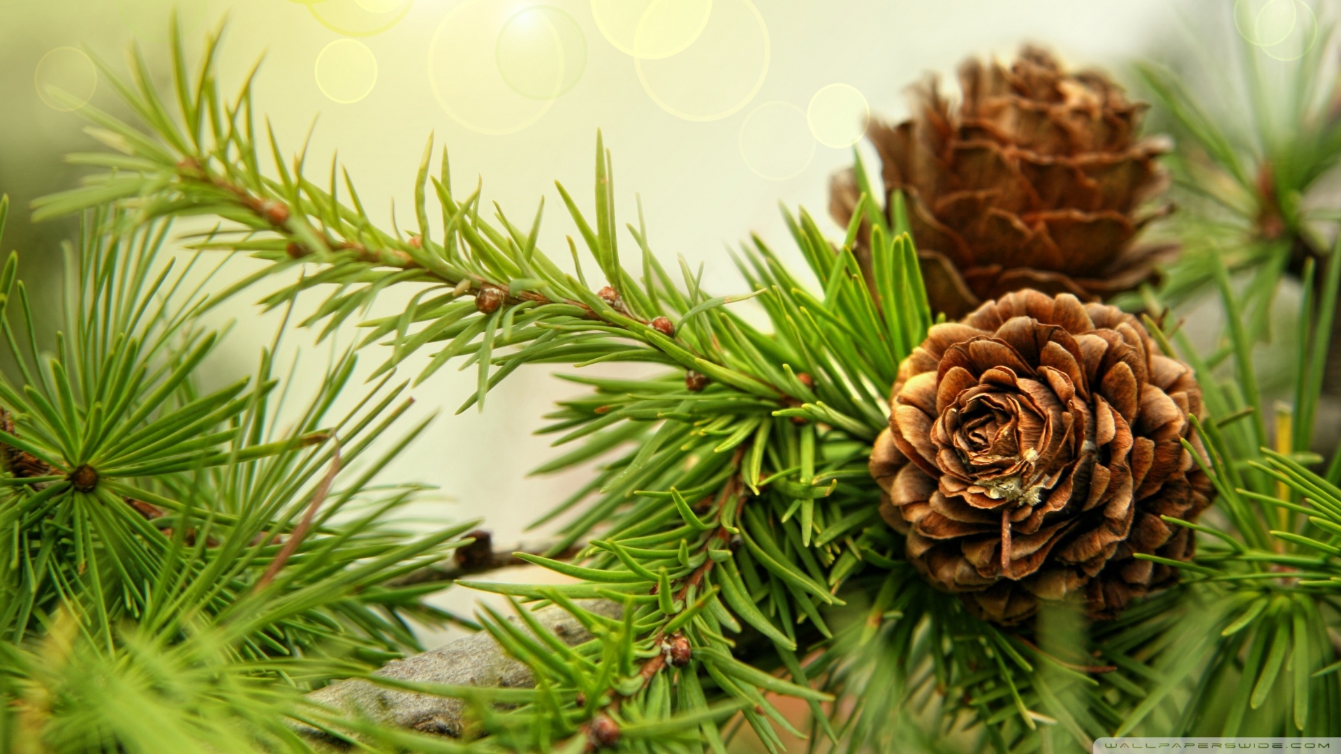 Pine Cone Wallpapers