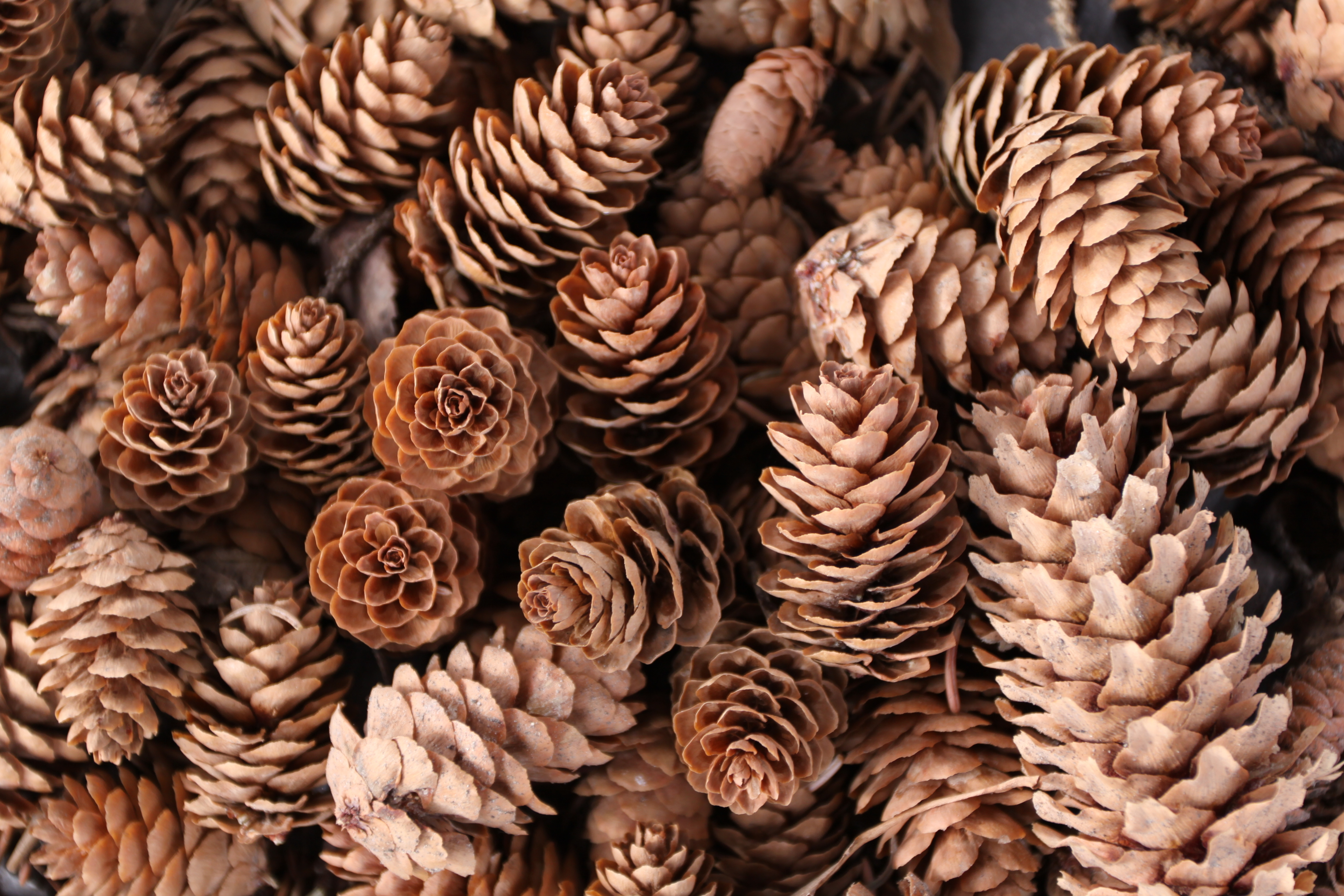 Pine Cone Wallpapers