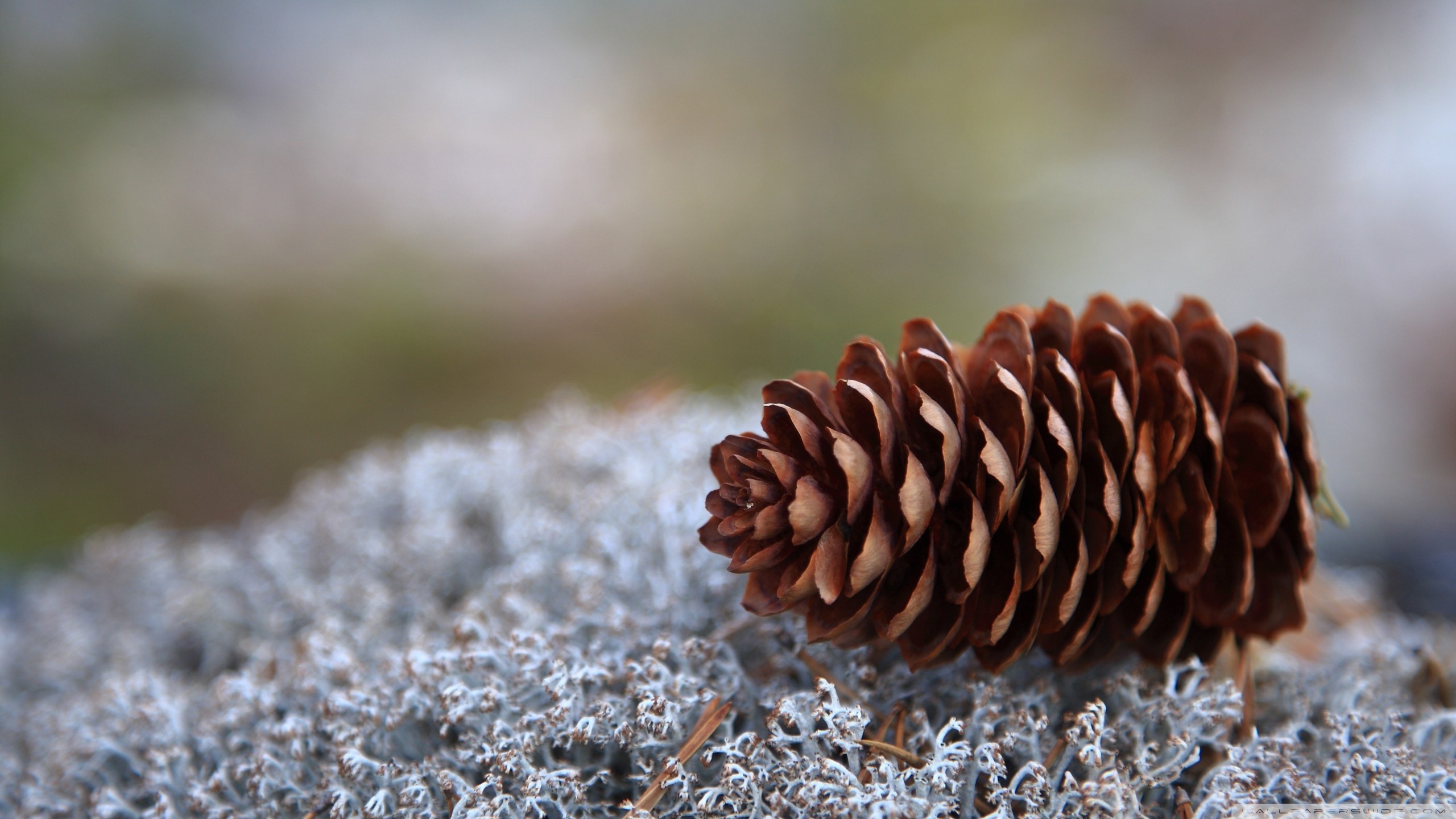 Pine Cone Wallpapers