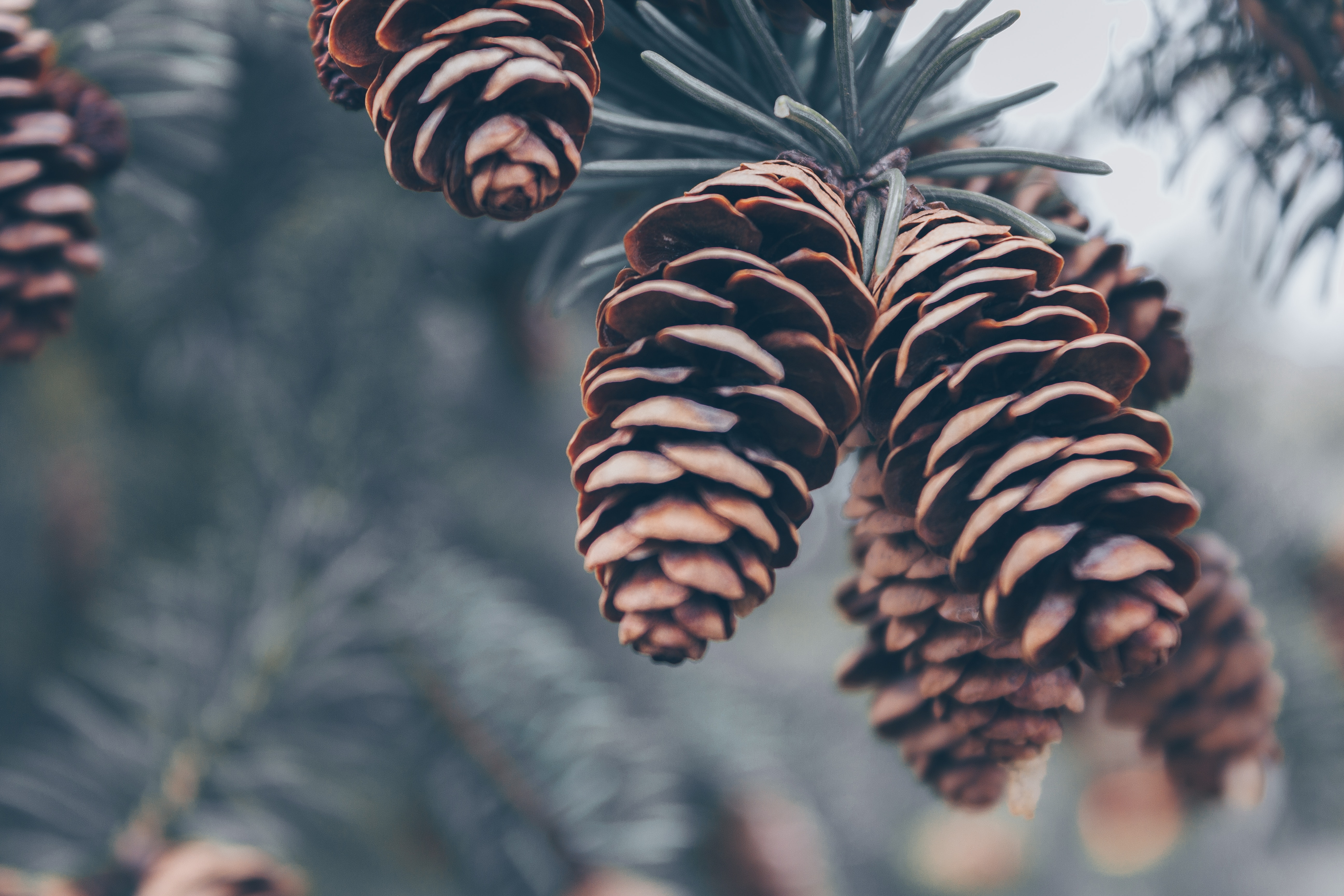 Pine Cone Wallpapers