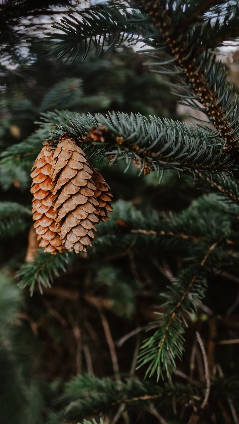 Pine Cone Wallpapers