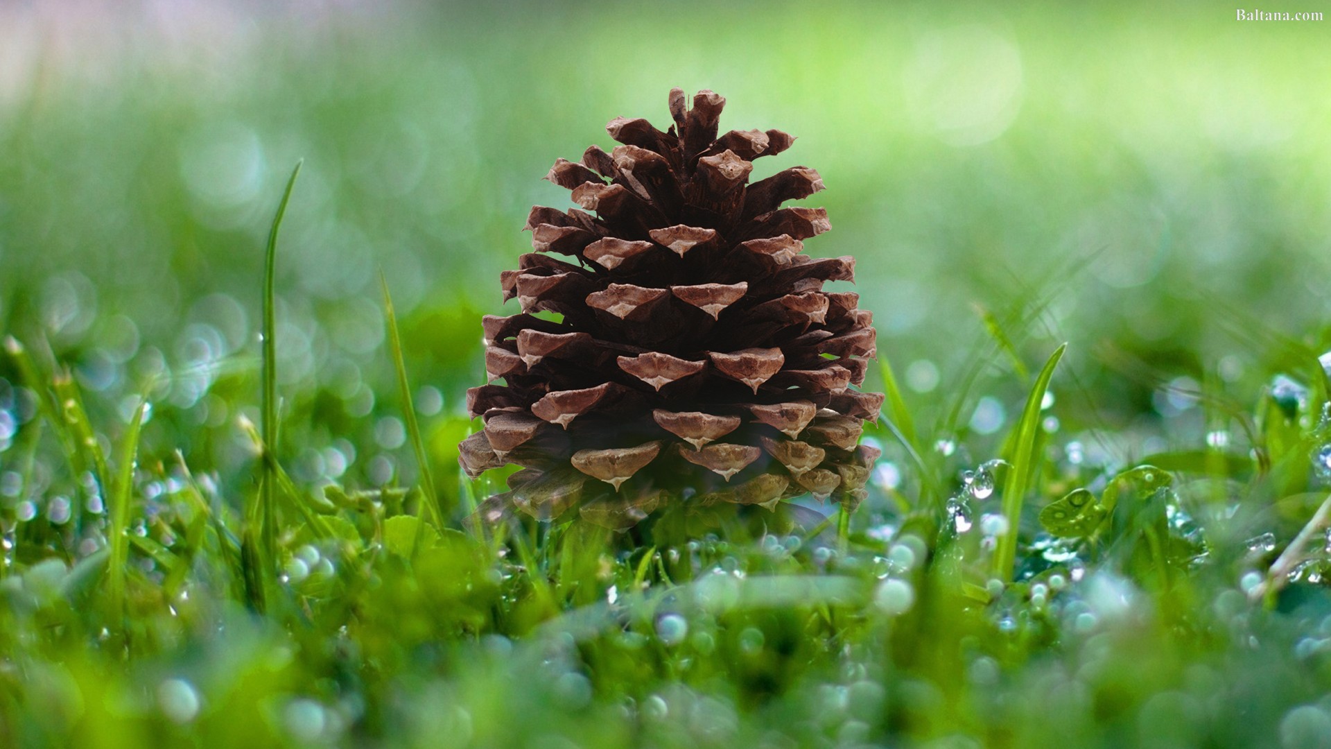 Pine Cone Wallpapers