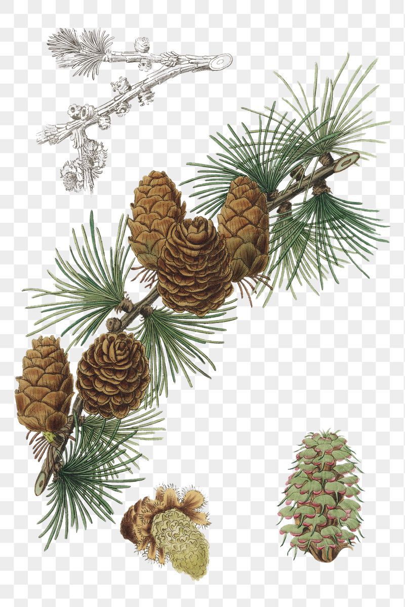 Pine Cone Wallpapers