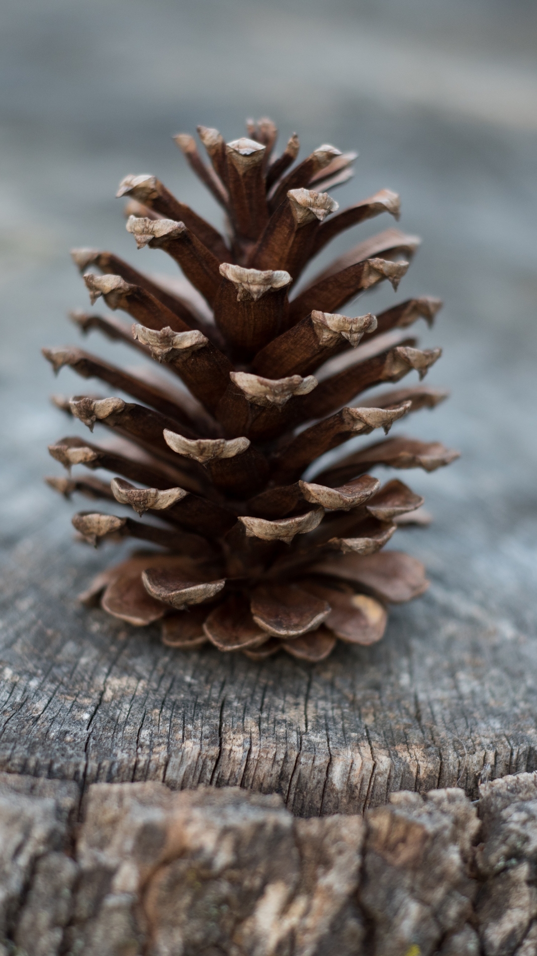 Pine Cone Wallpapers