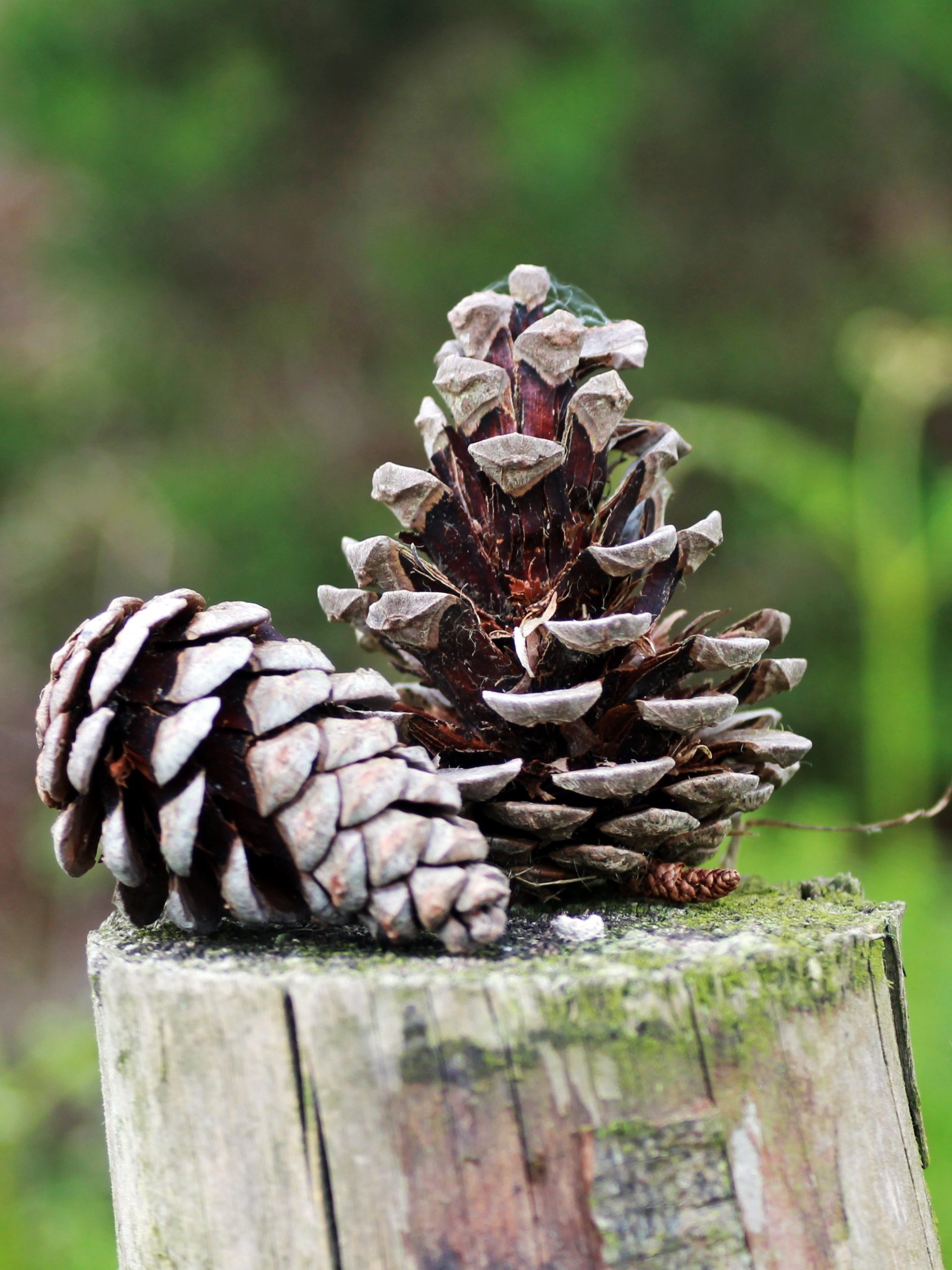 Pine Cone Wallpapers