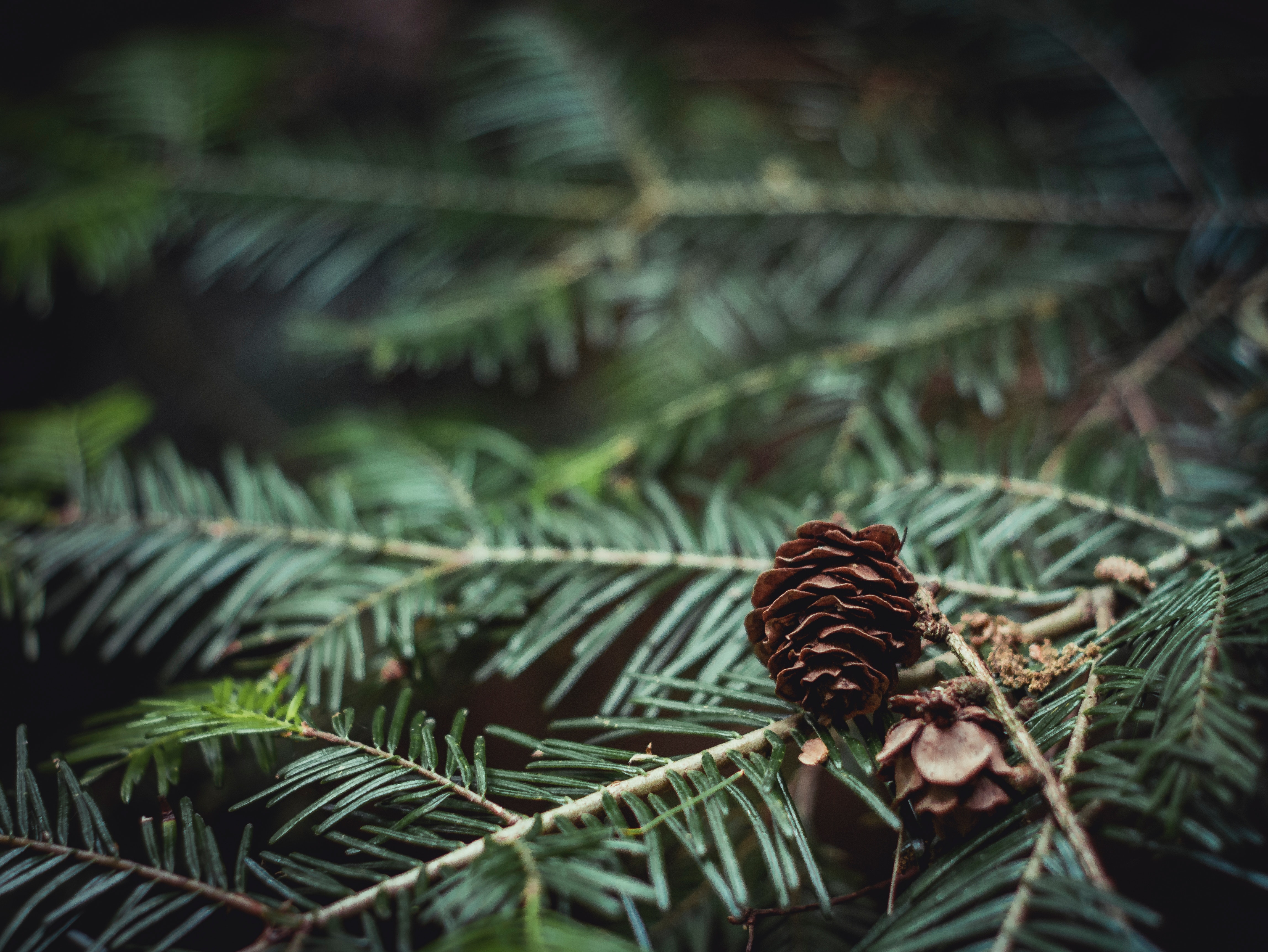 Pine Cone Wallpapers