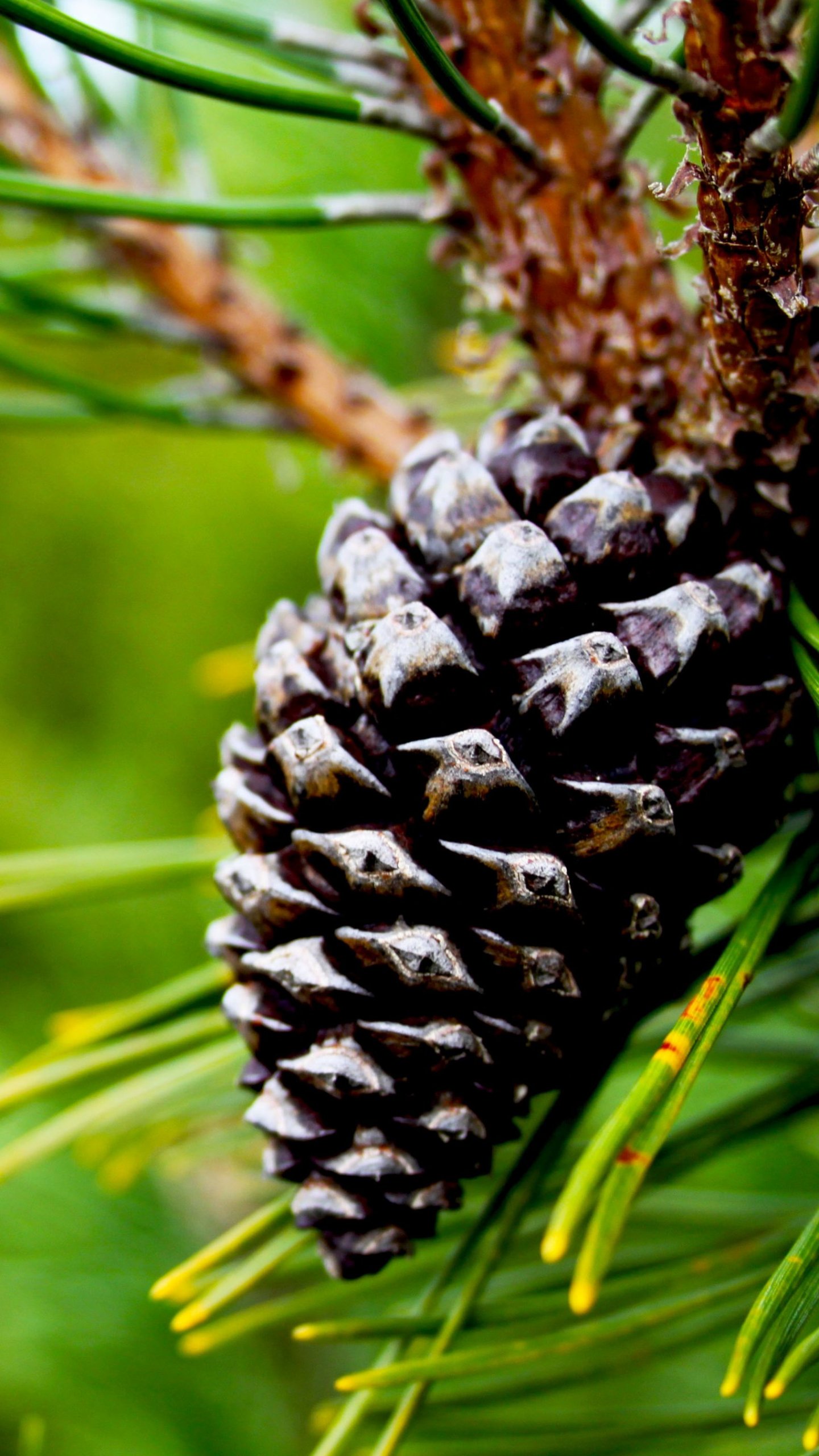 Pine Cone Wallpapers