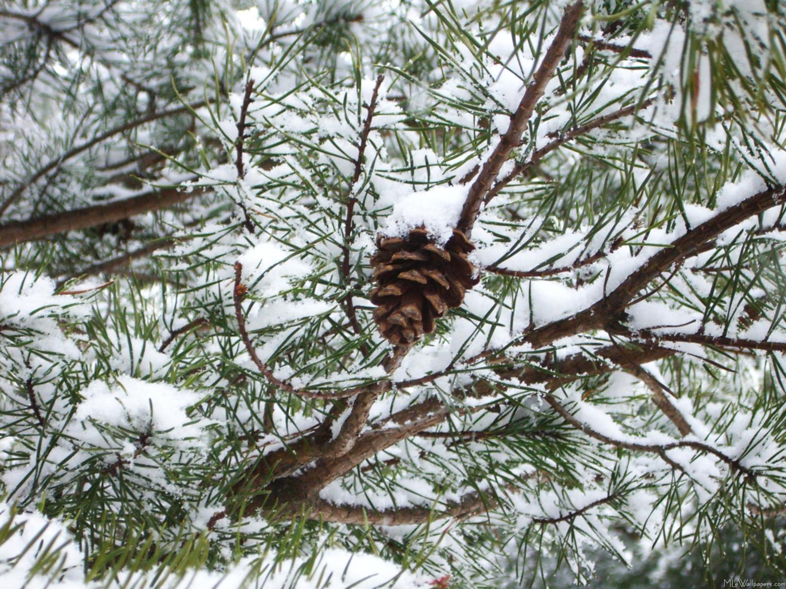 Pine Cone Wallpapers