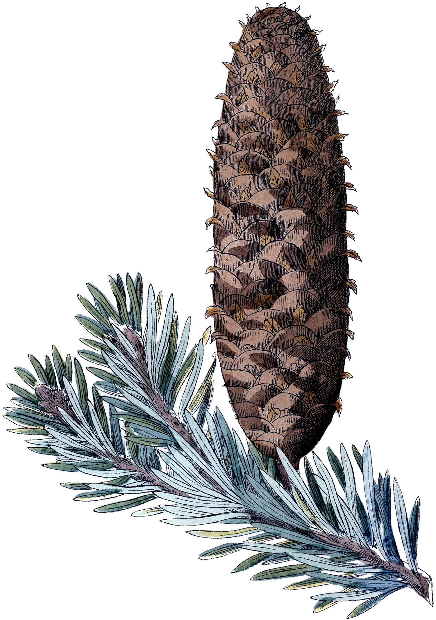 Pine Cone Wallpapers