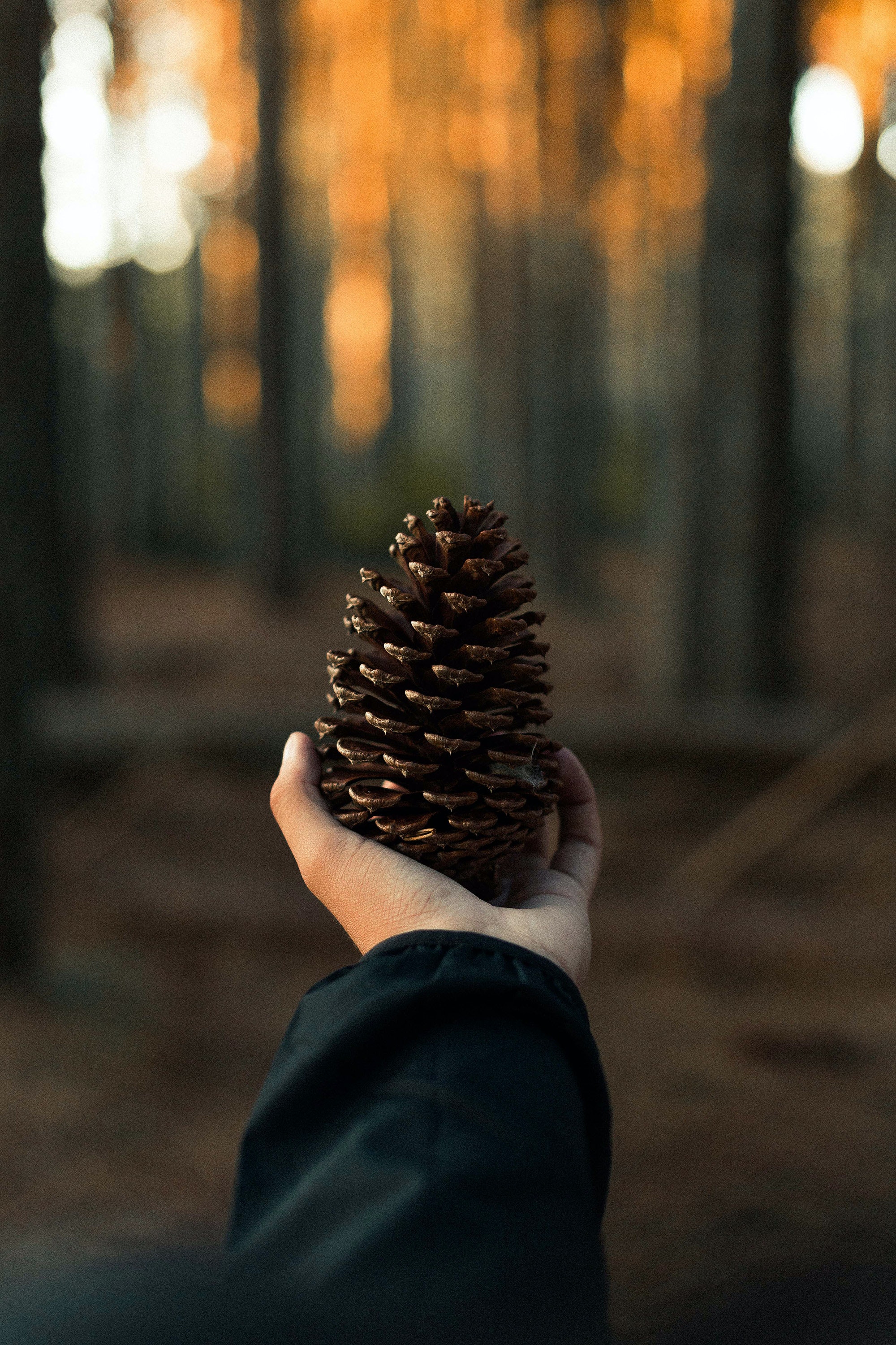 Pine Cone Wallpapers