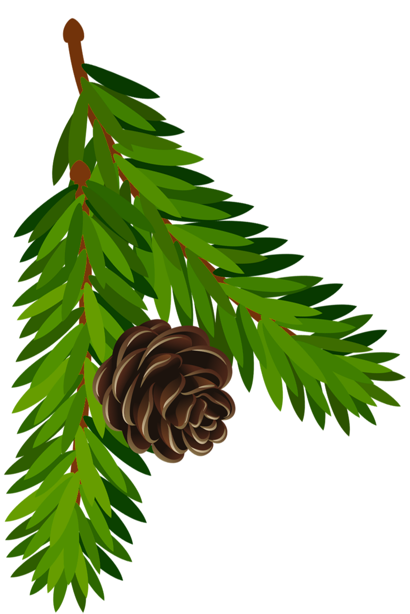 Pine Cone Wallpapers