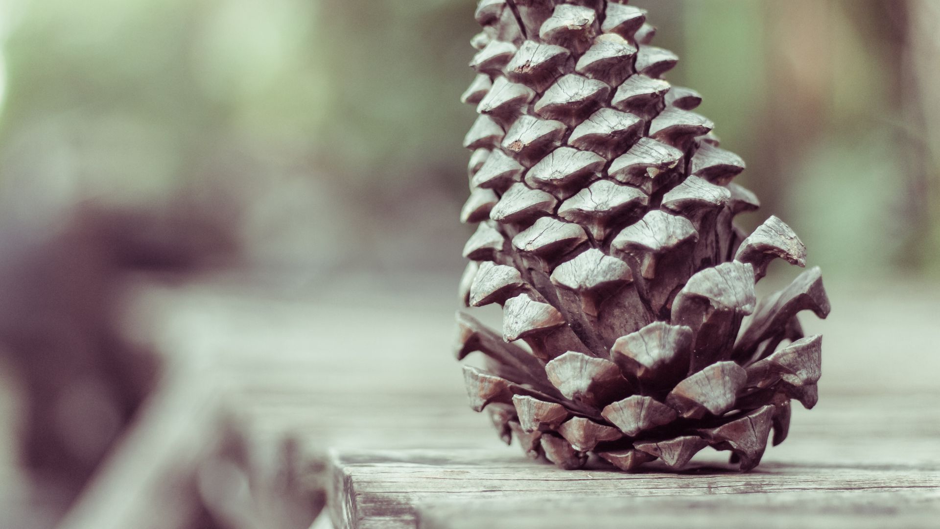 Pine Cone Wallpapers