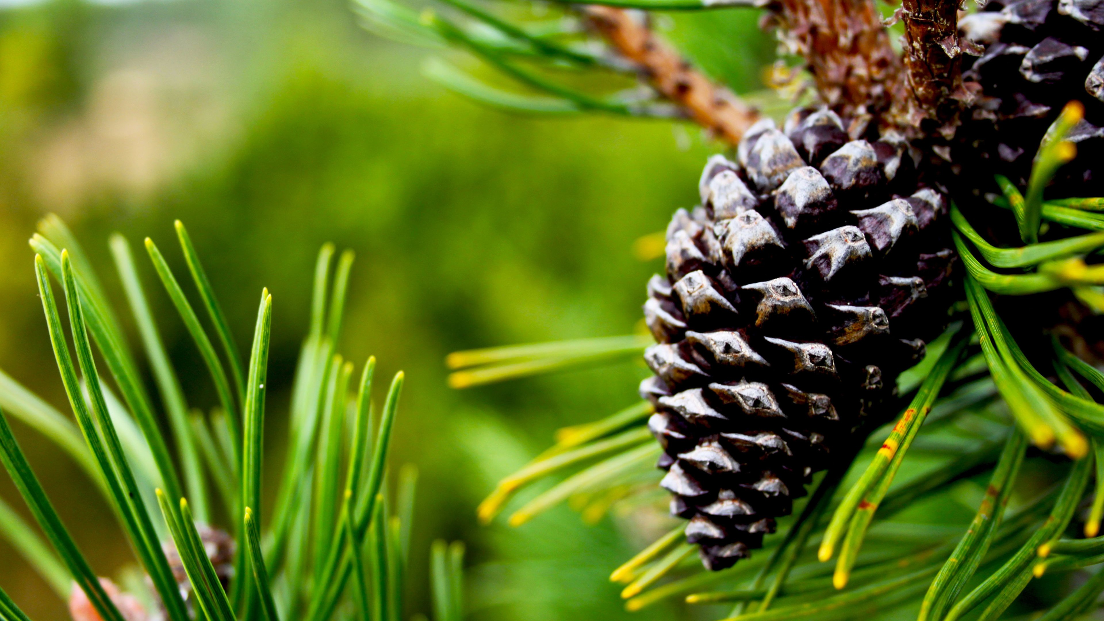 Pine Cone Wallpapers