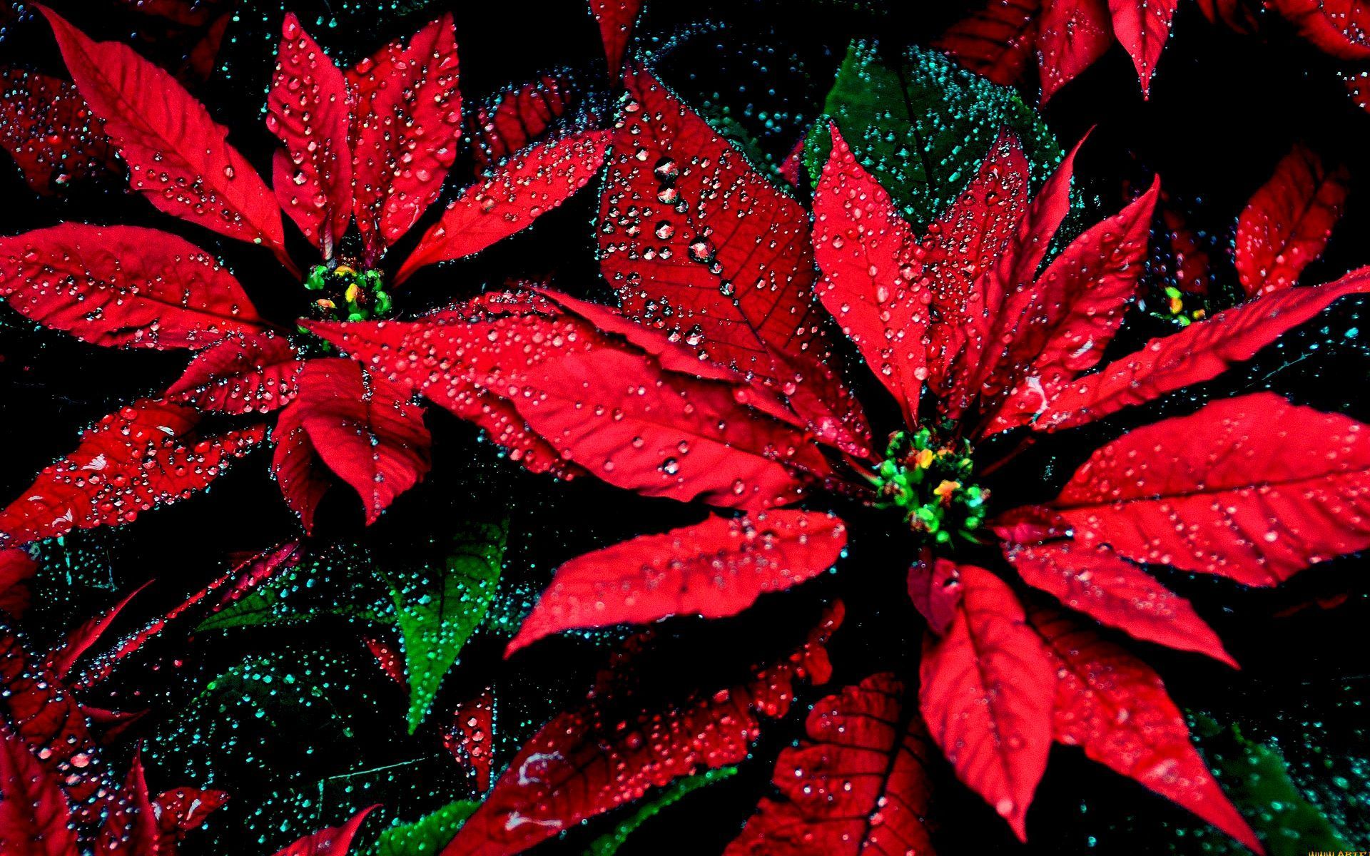 Poinsettia Wallpapers