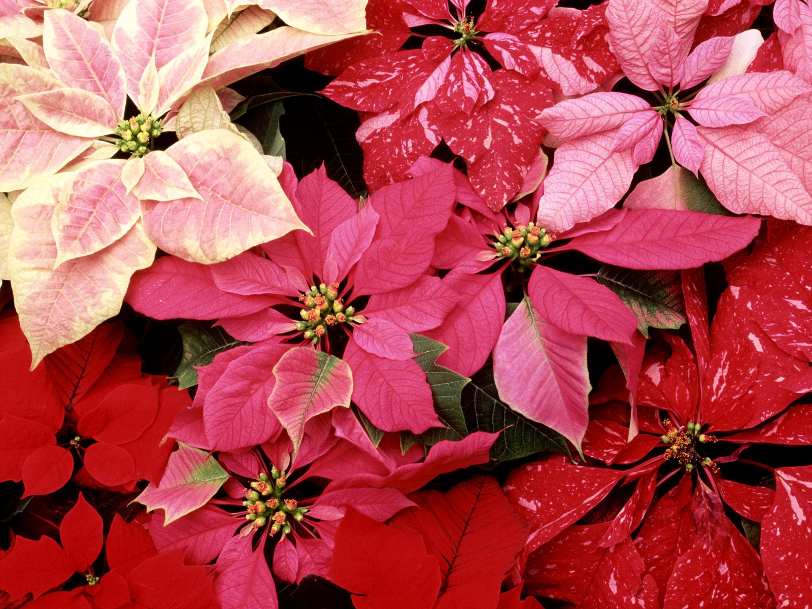 Poinsettia Wallpapers