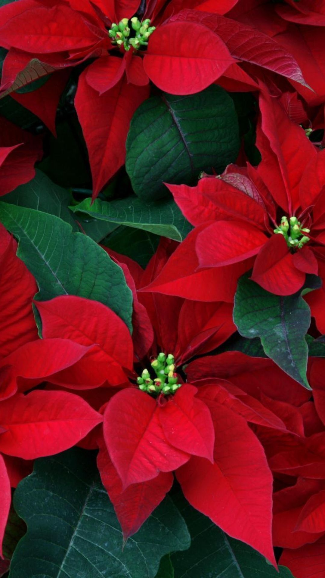 Poinsettia Wallpapers