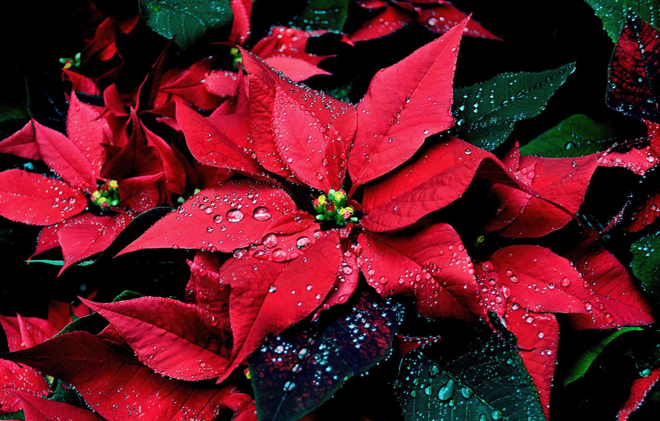 Poinsettia Wallpapers