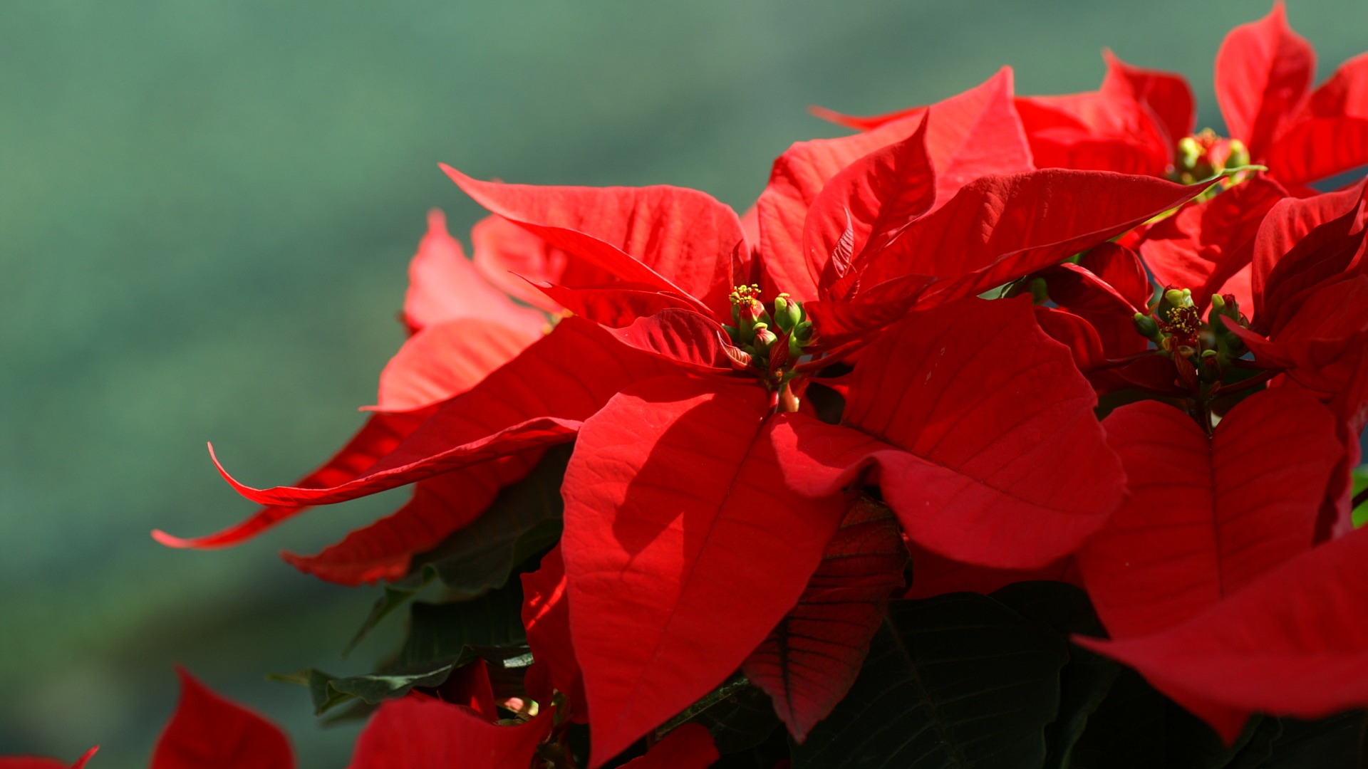 Poinsettia Wallpapers