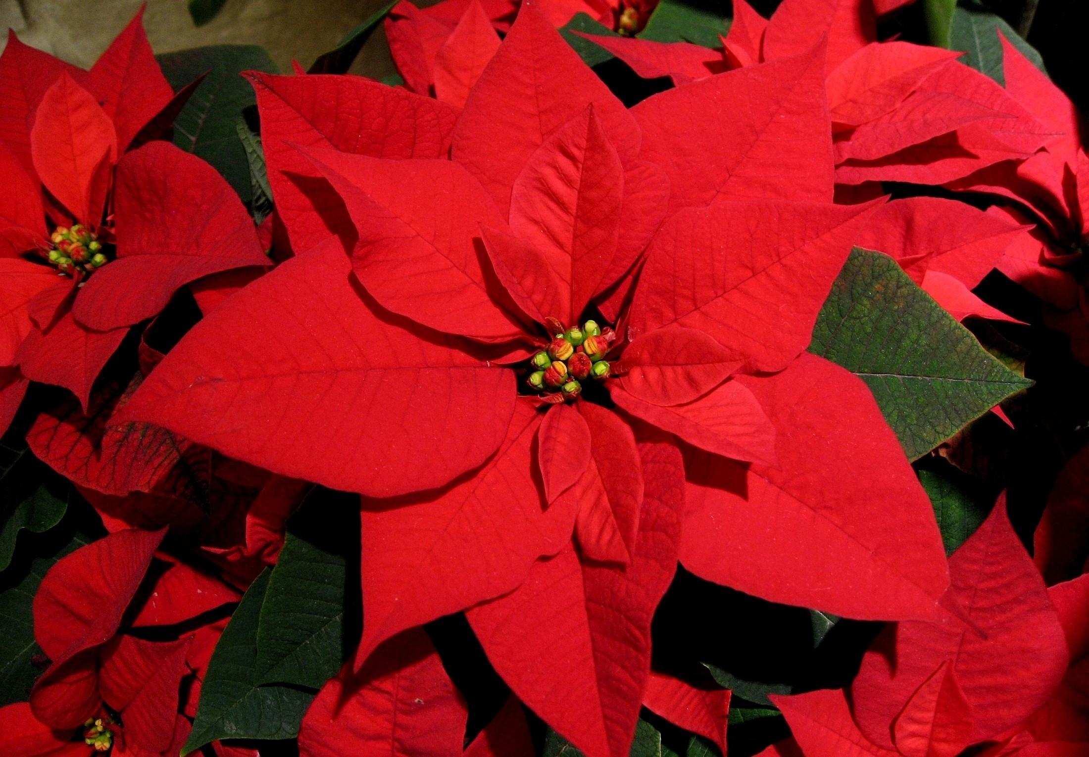 Poinsettia Wallpapers