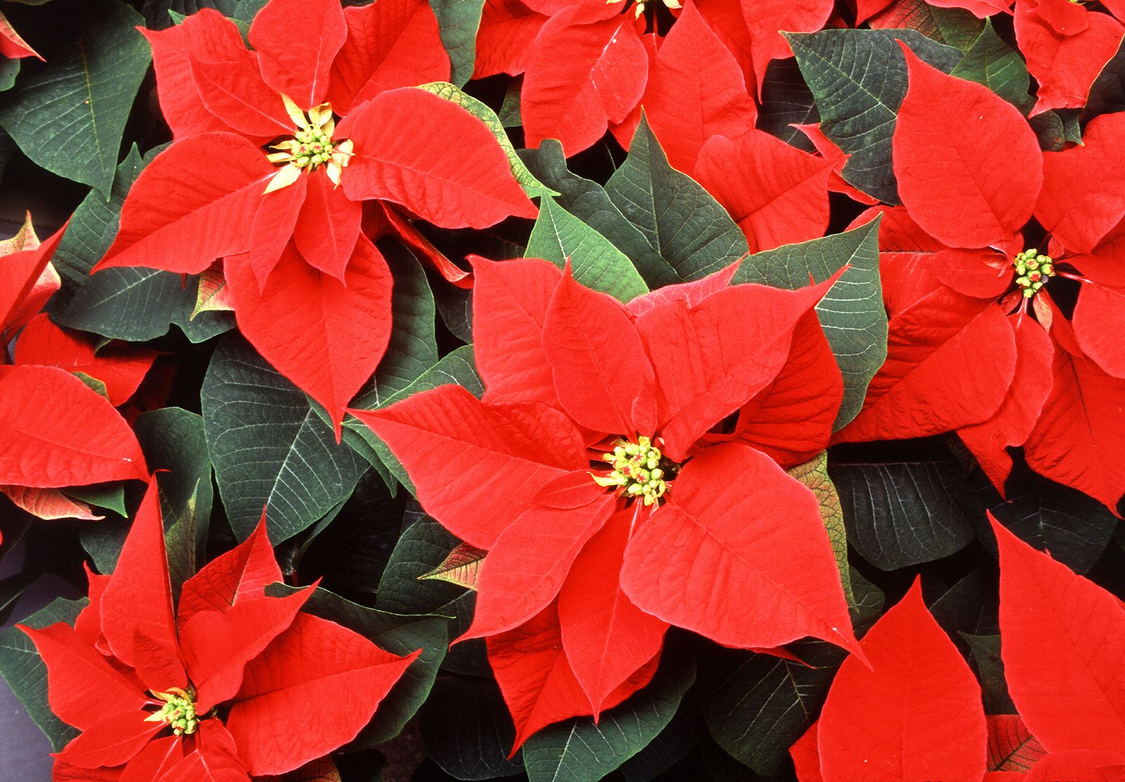 Poinsettia Wallpapers