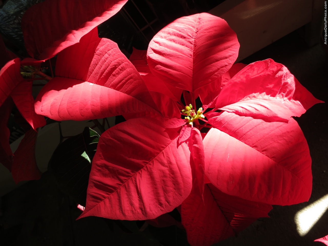 Poinsettia Wallpapers