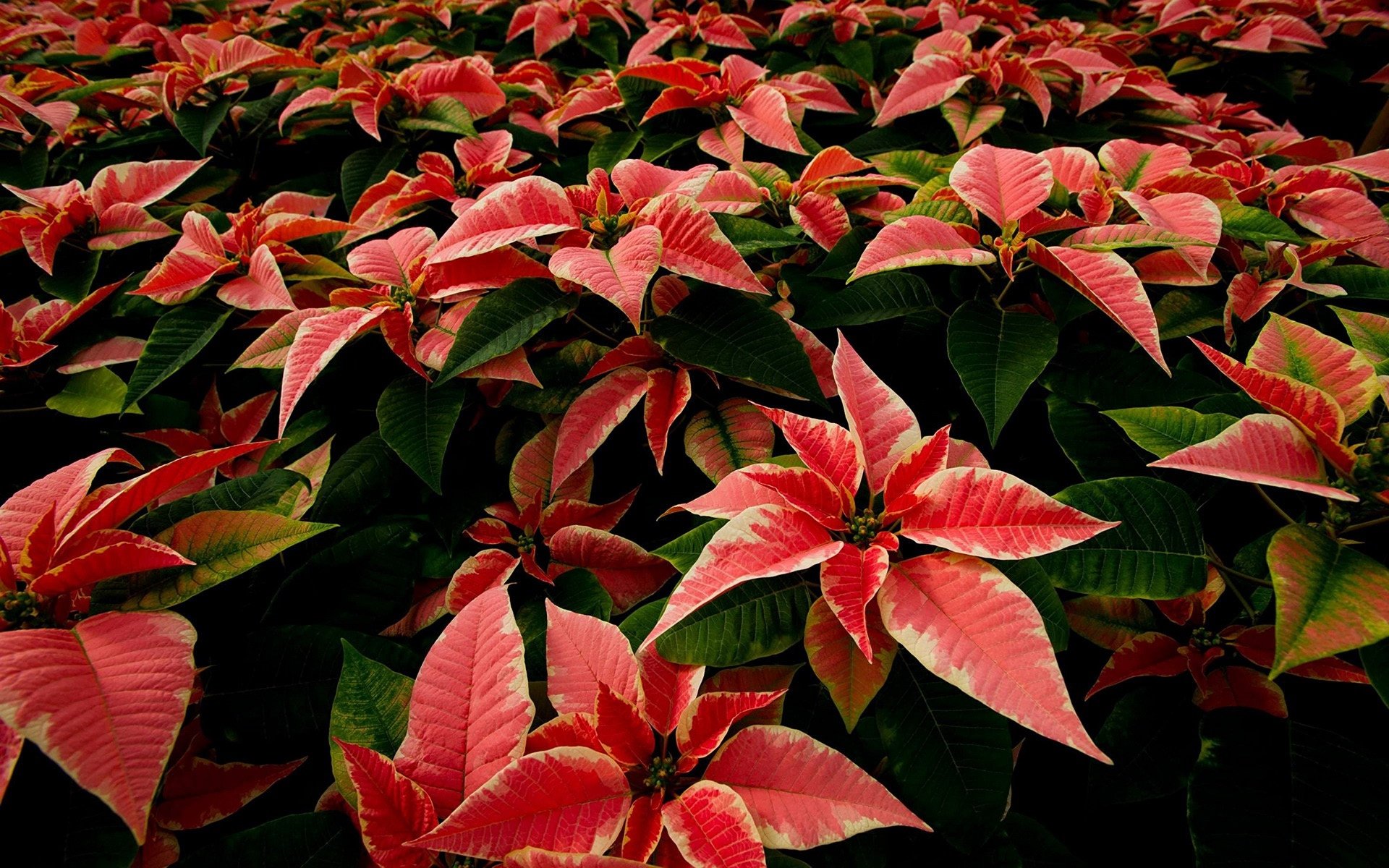 Poinsettia Wallpapers