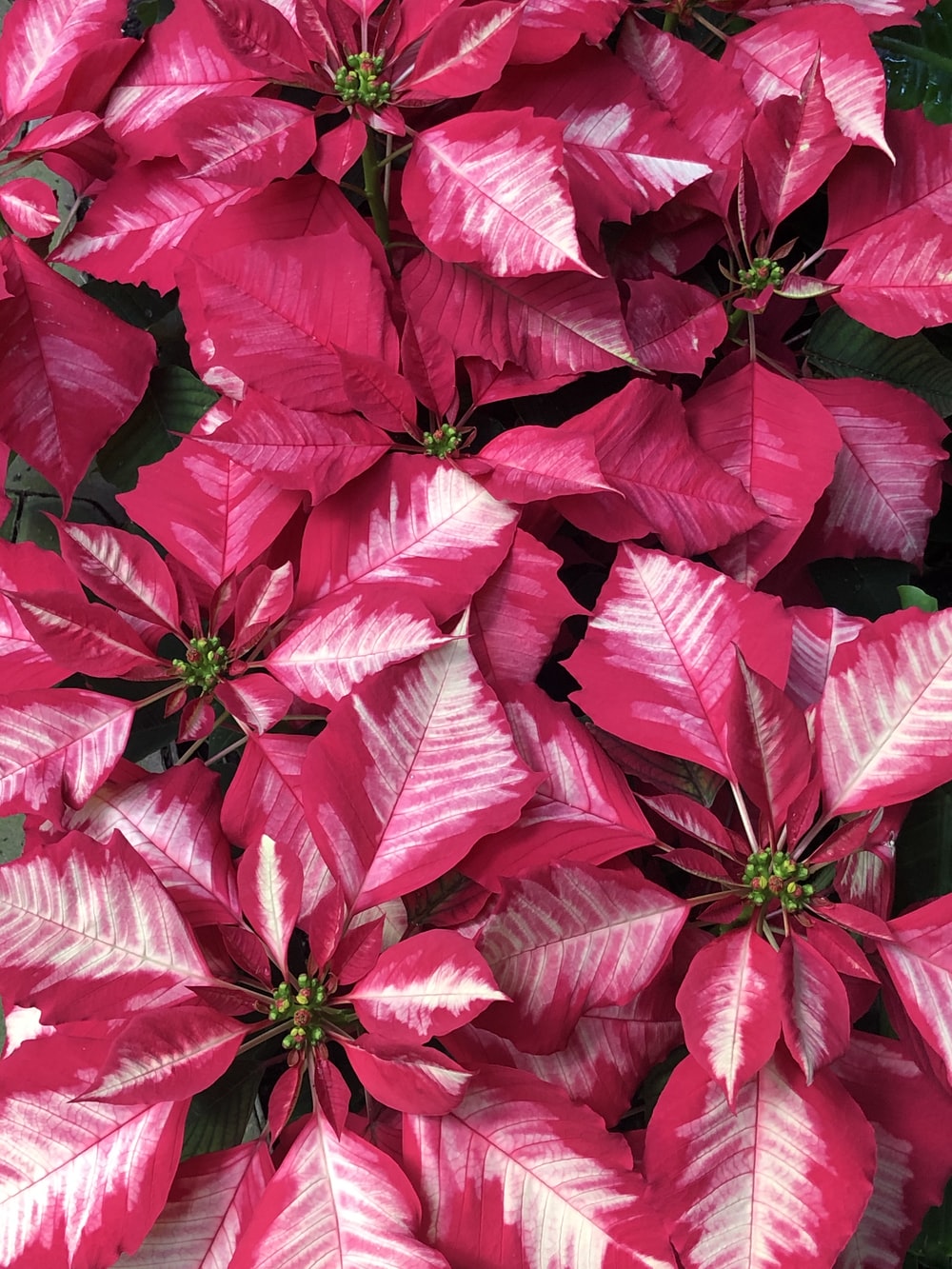 Poinsettia Wallpapers