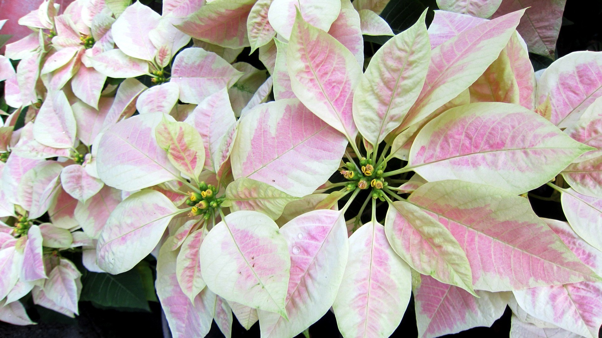 Poinsettia Wallpapers