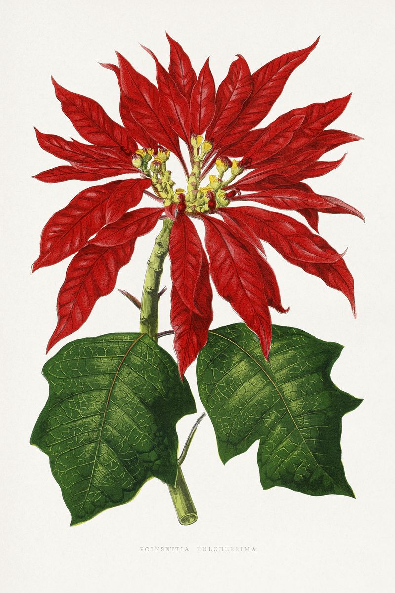 Poinsettia Wallpapers