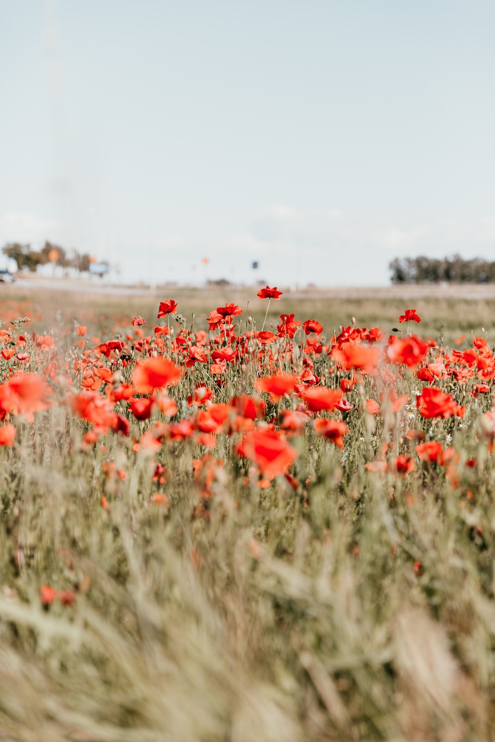 Poppy Flower Field Wallpapers