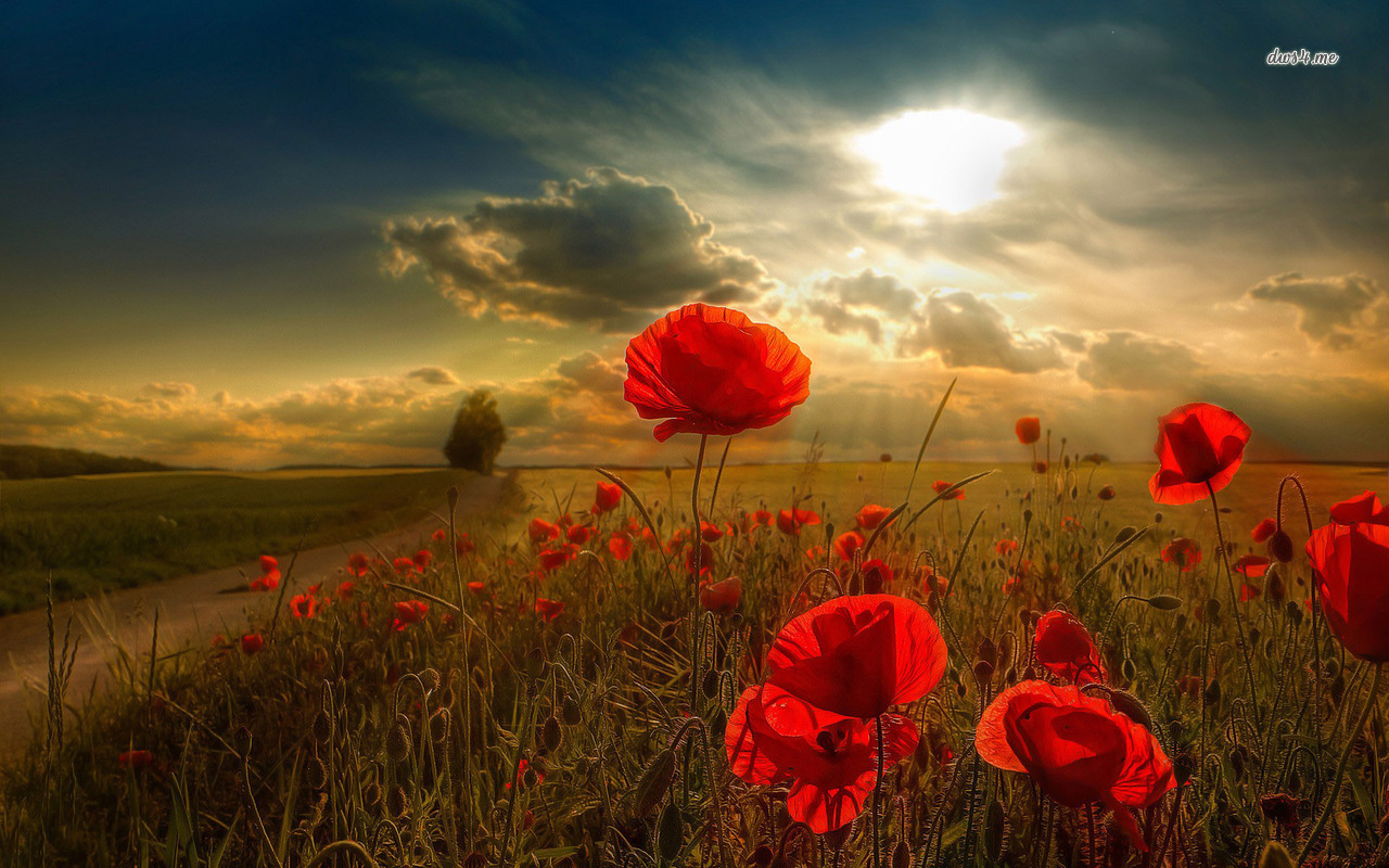 Poppy Flower Field Wallpapers