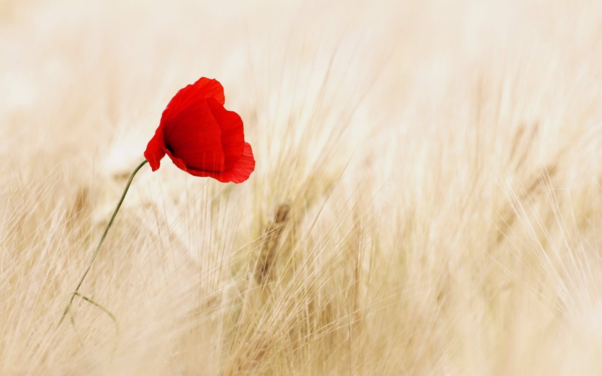 Poppy Flower Field Wallpapers